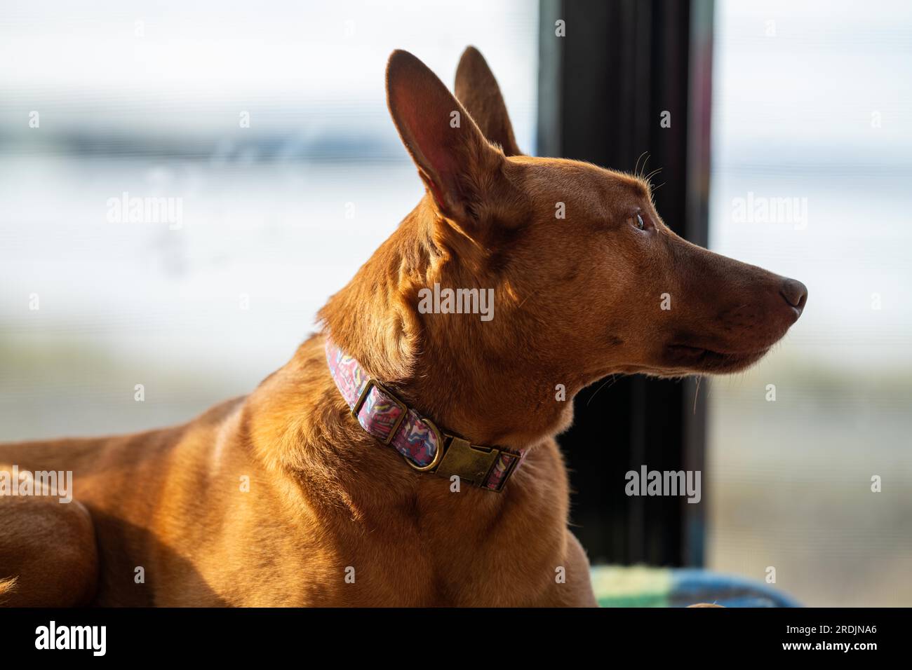 kelpie lying on a bed in a house in australia Stock Photo Alamy