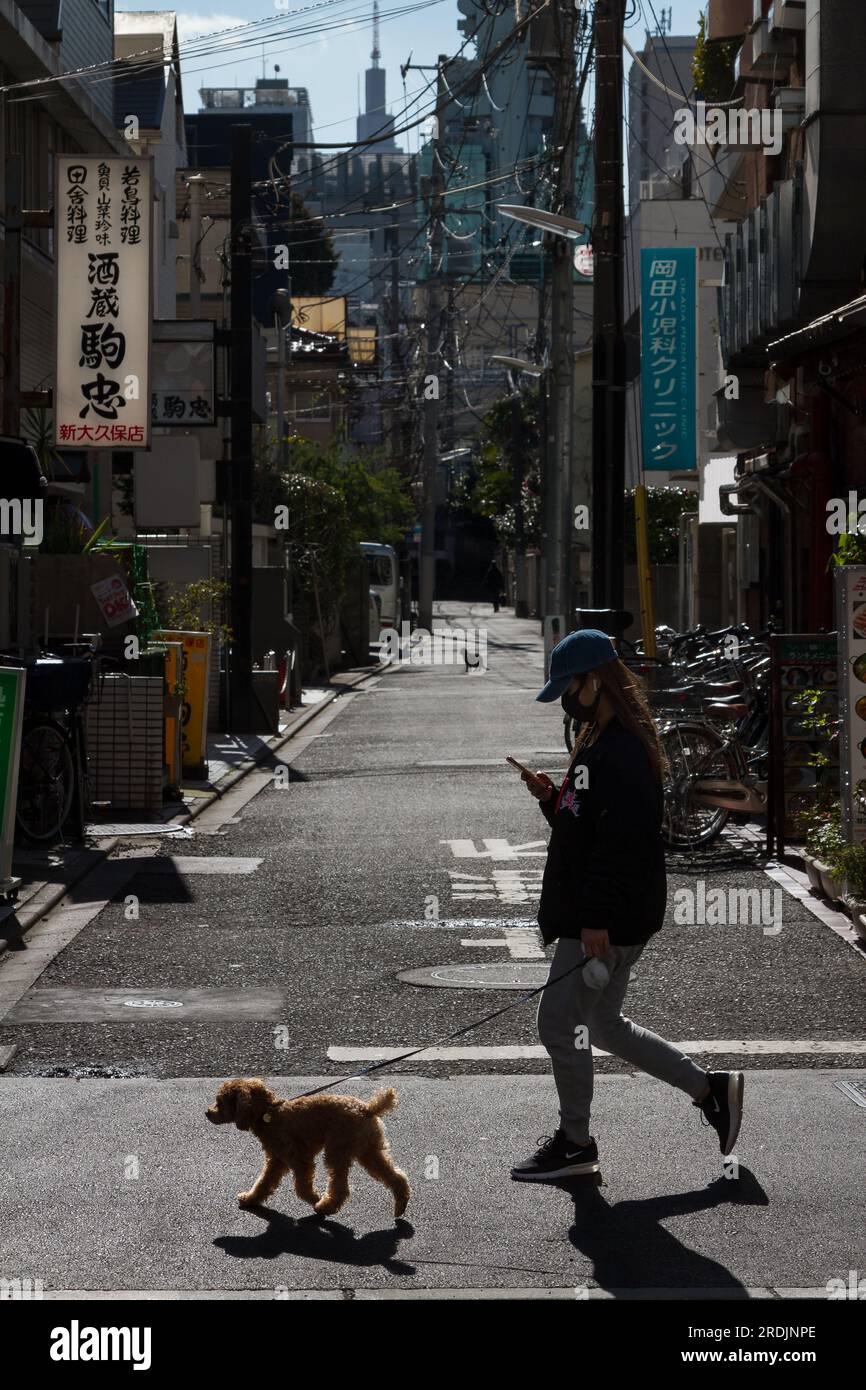 A young woman checks her phone as she walks a small dog in the streets of Shin Okubo, Tokyo, Japan. Stock Photo