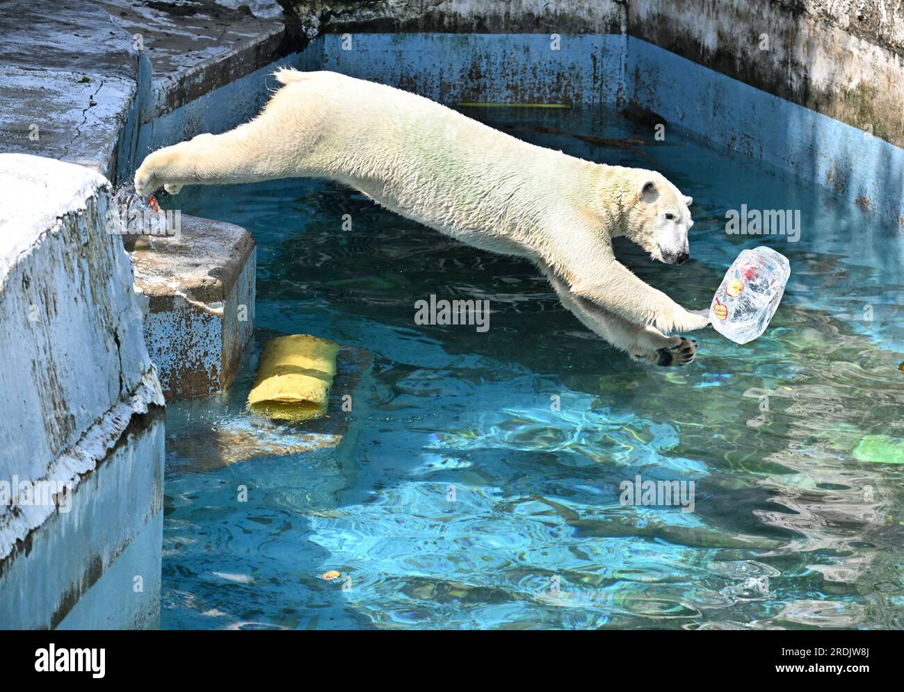 A polar bear named Ho-chan enjoy playing with an ice pillar at