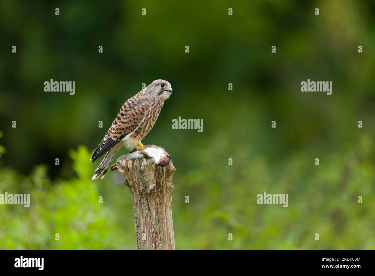 Common kestrel Falco tinnunculus, juvenile perched on post with Weasel Mustela nivalis, prey, Suffolk, England, July Stock Photo