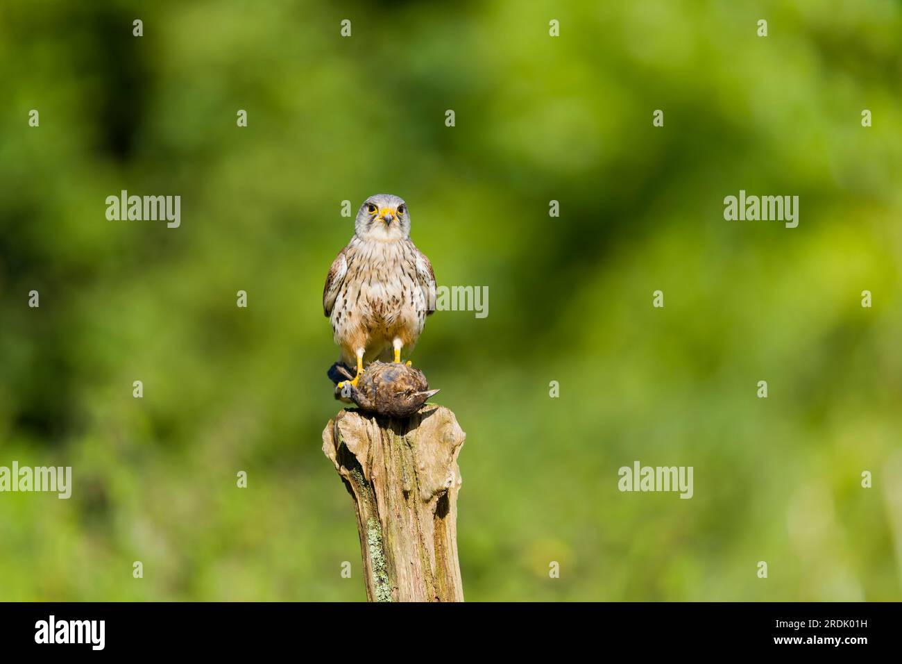 Common kestrel Falco tinnunculus, adult male perched on post with Common blackbird Turdus merula, juvenile prey in talons, Suffolk, England, July Stock Photo