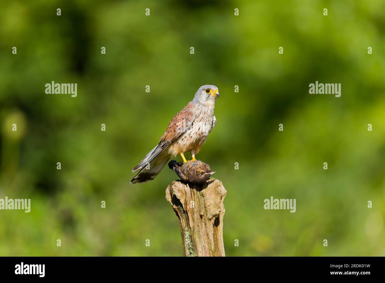 Common kestrel Falco tinnunculus, adult male perched on post with Common blackbird Turdus merula, juvenile prey in talons, Suffolk, England, July Stock Photo