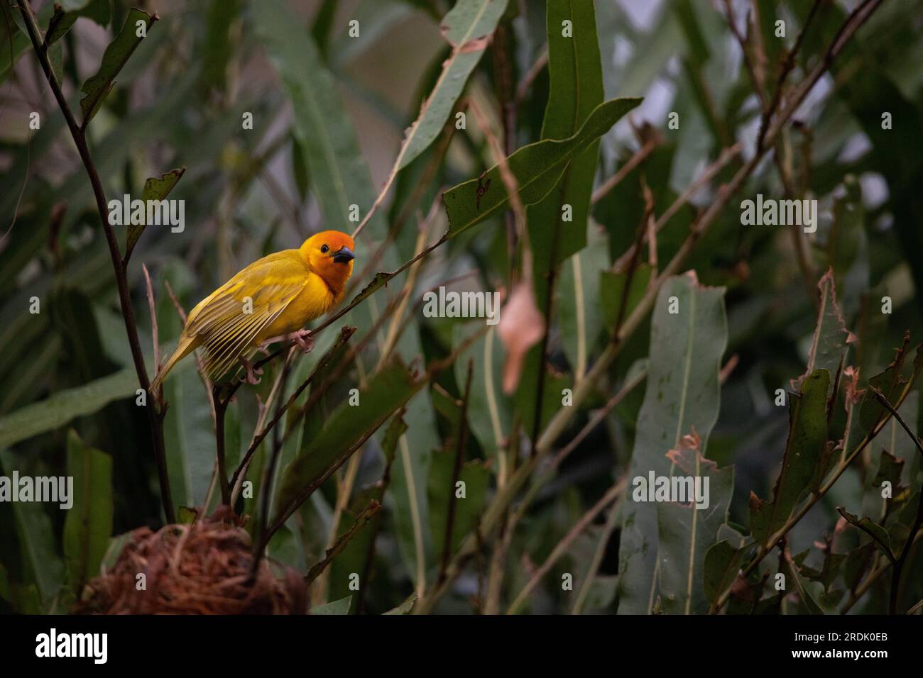 The weaver birds (Ploceidae) from Africa, also known as Widah finches building a nest. A braided masterpiece of a bird. Spread Wings Frozen Stock Photo