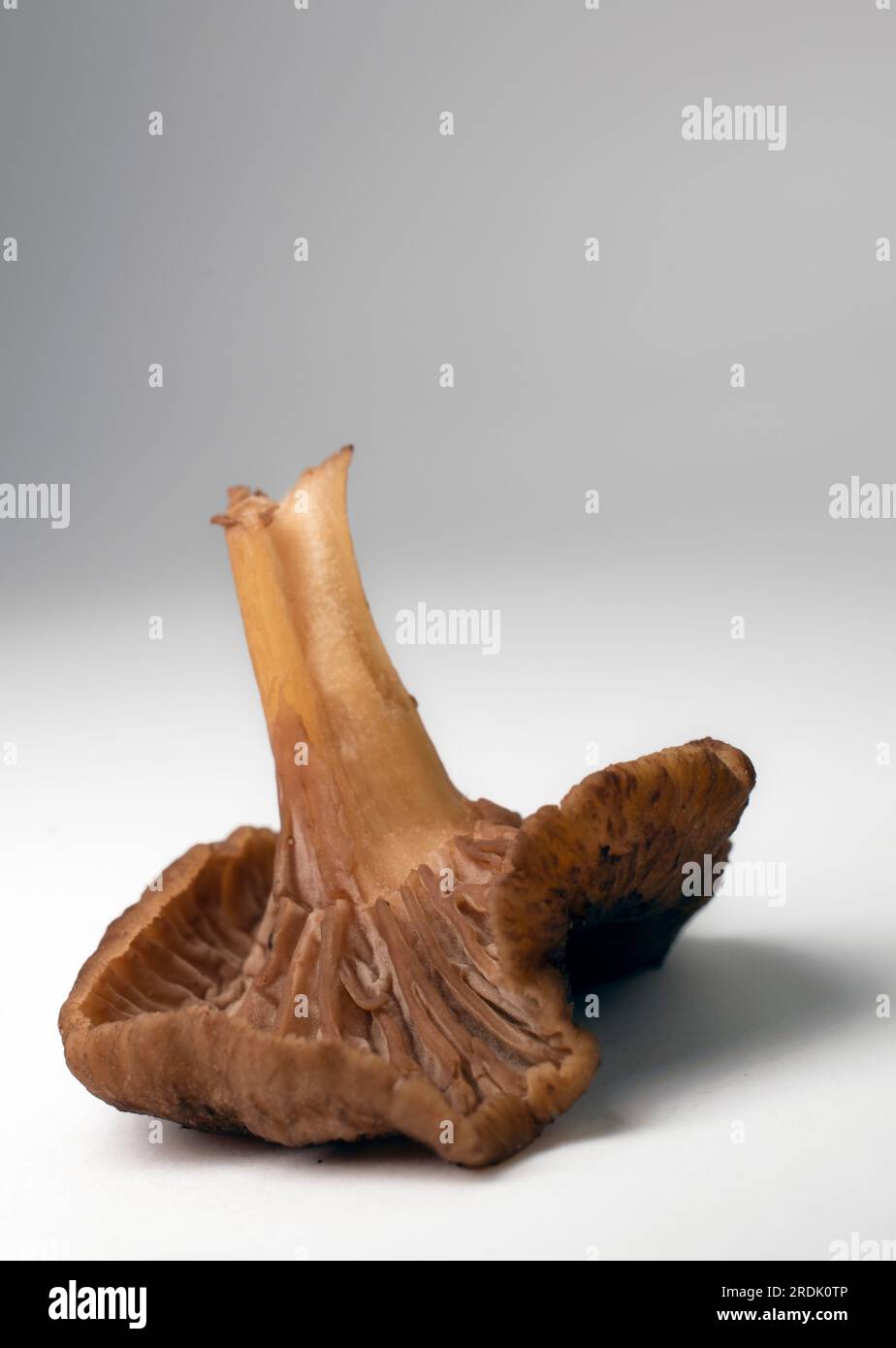 Macro close up of a winter chanterelle mushroom, gills visible