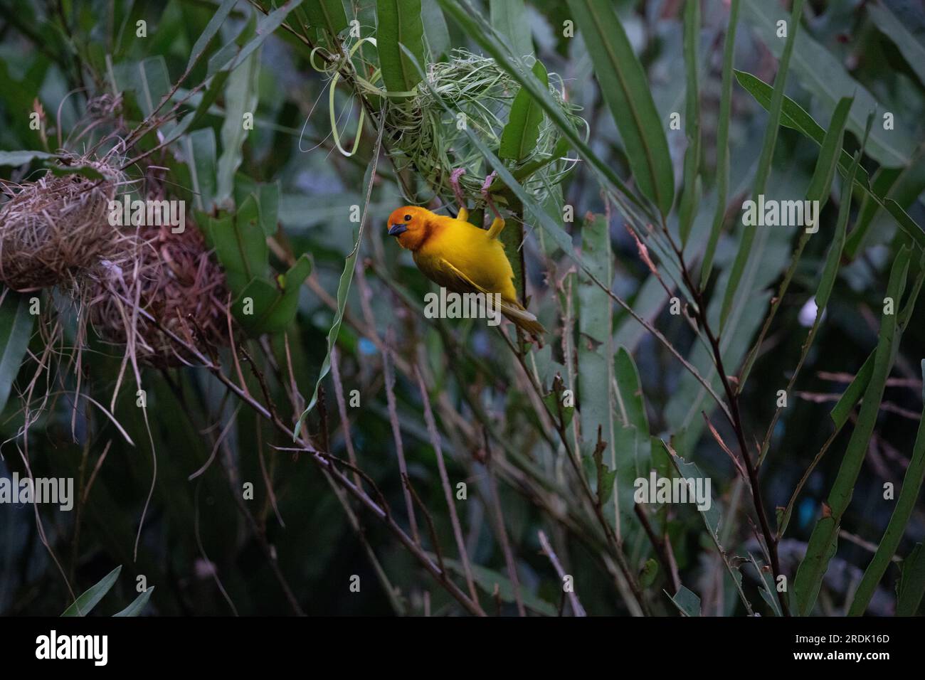 The weaver birds (Ploceidae) from Africa, also known as Widah finches building a nest. A braided masterpiece of a bird. Spread Wings Frozen Stock Photo