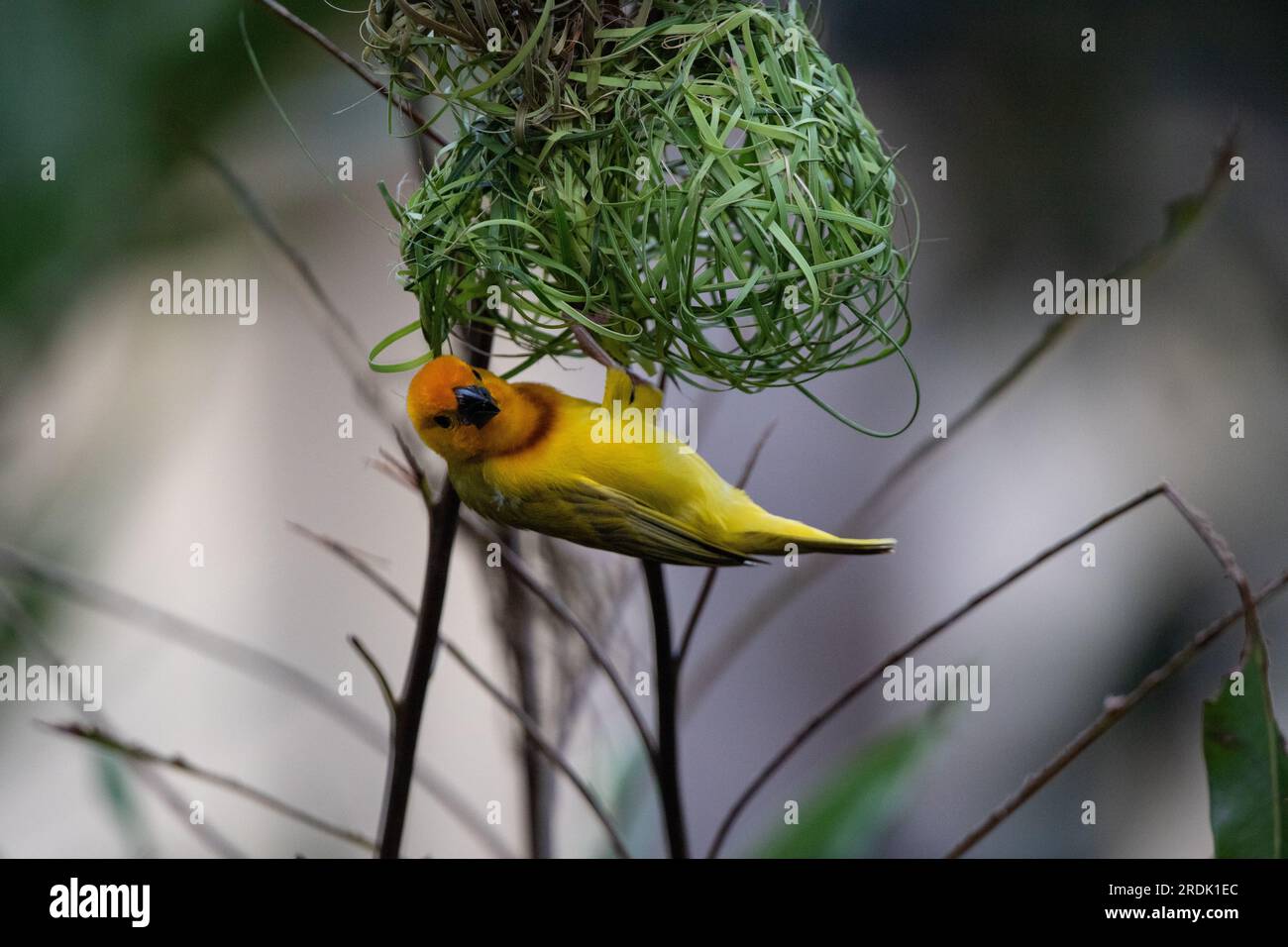 The weaver birds (Ploceidae) from Africa, also known as Widah finches