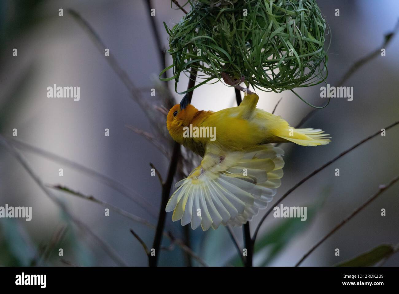 The weaver birds (Ploceidae) from Africa, also known as Widah finches building a nest. A braided masterpiece of a bird. Spread Wings Frozen Stock Photo