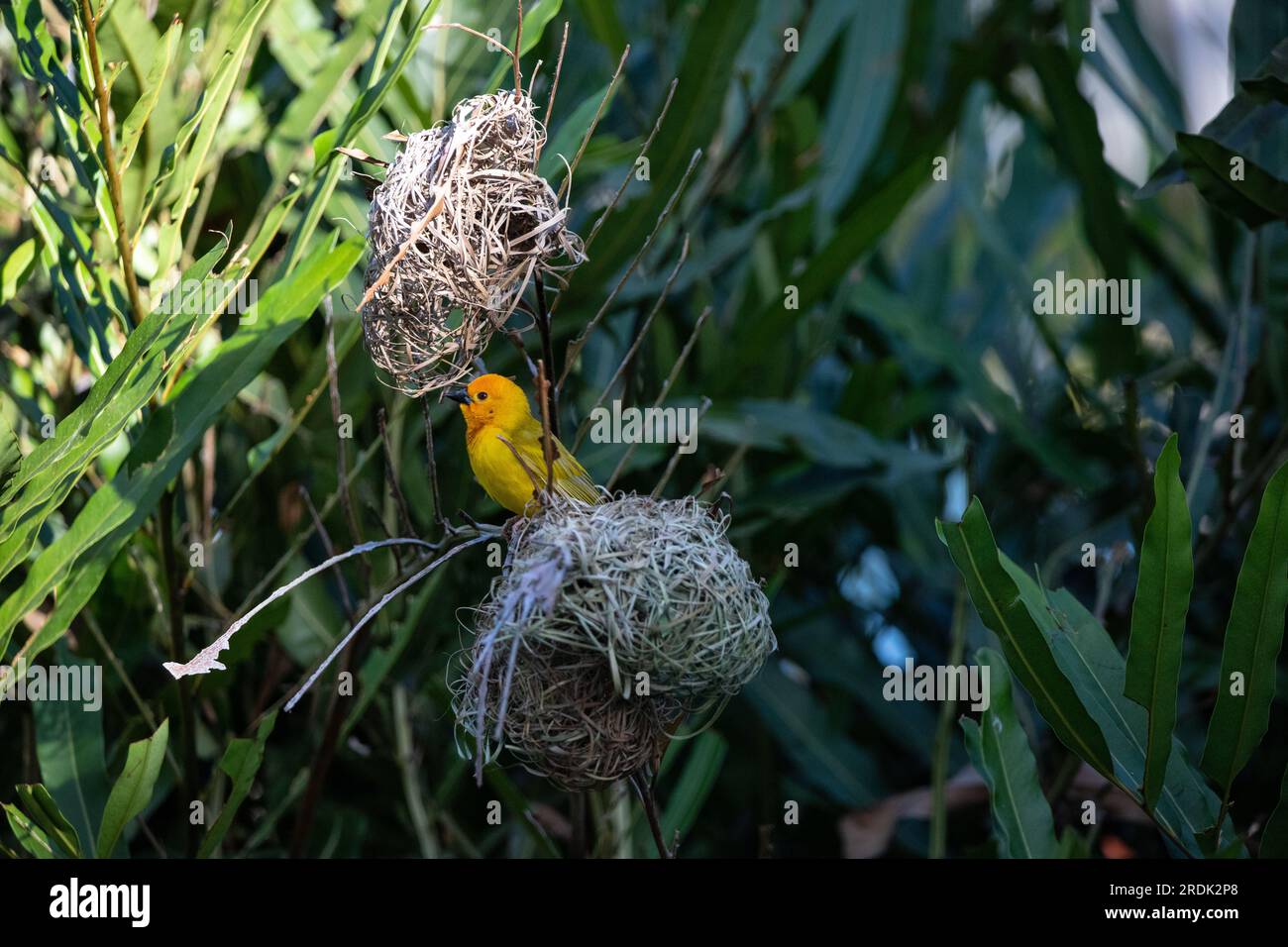 The weaver birds (Ploceidae) from Africa, also known as Widah finches