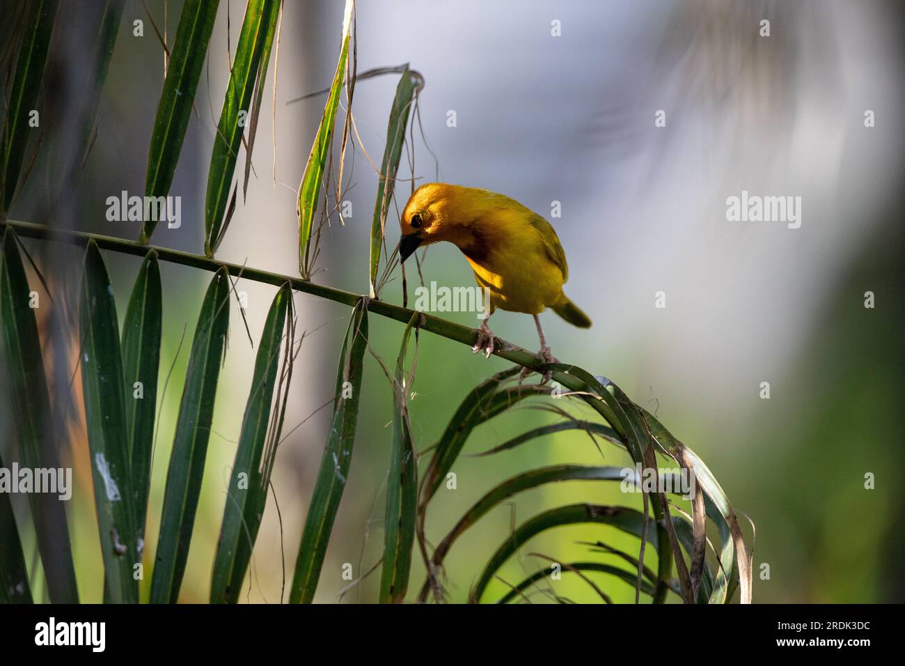 The weaver birds (Ploceidae) from Africa, also known as Widah finches building a nest. A braided masterpiece of a bird. Spread Wings Frozen Stock Photo