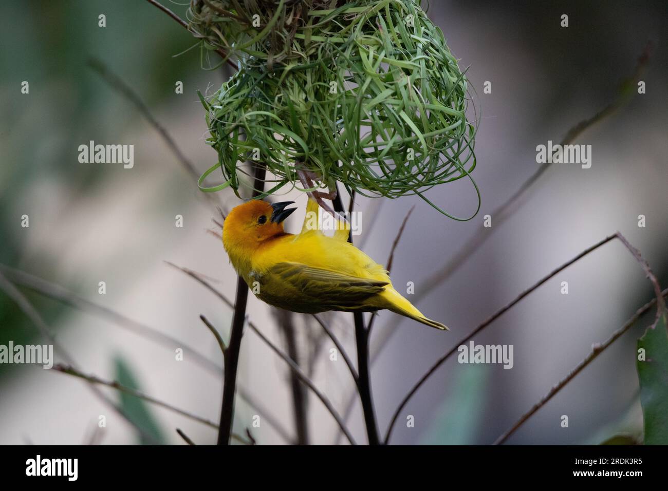 The weaver birds (Ploceidae) from Africa, also known as Widah finches