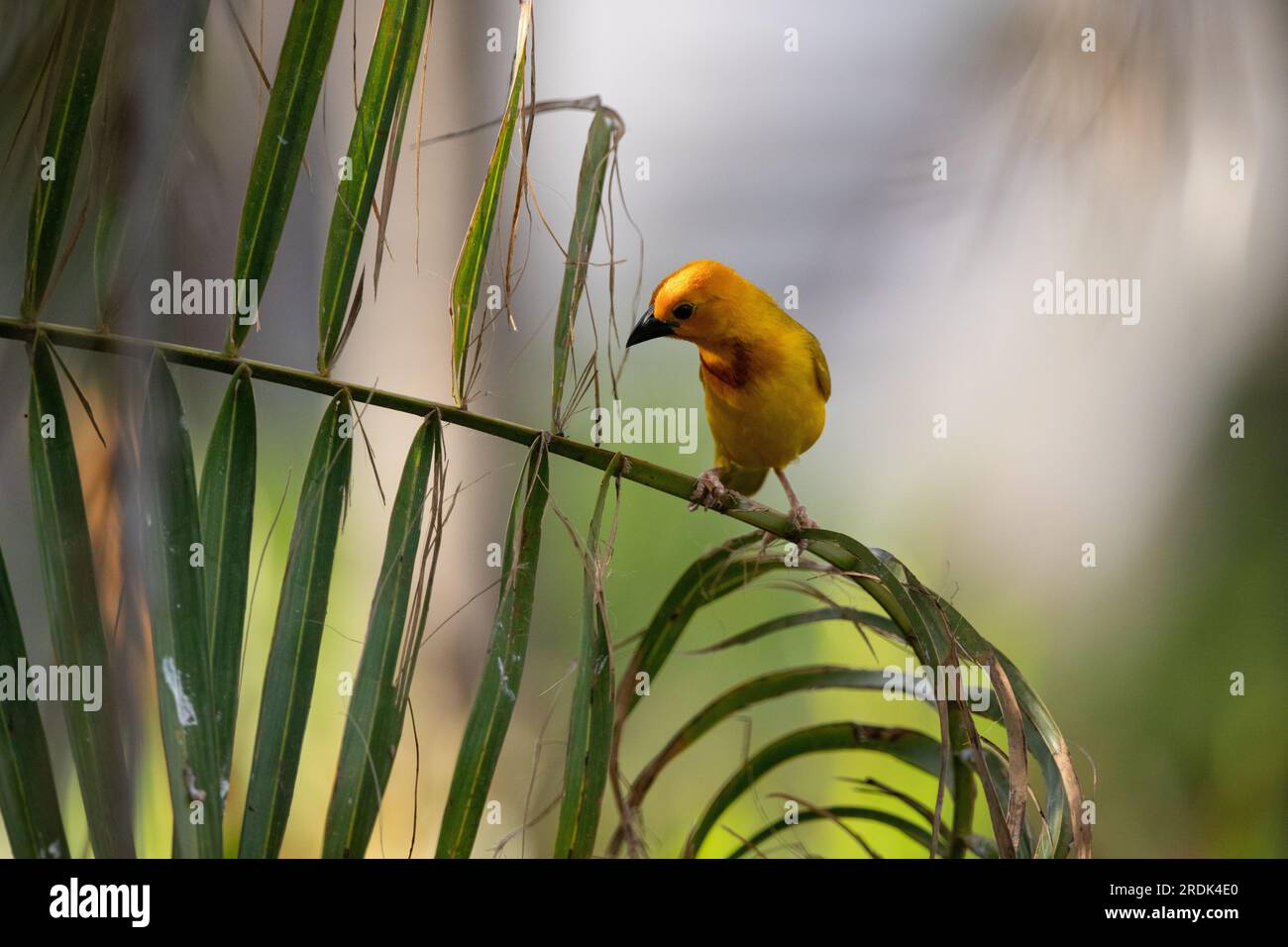 The weaver birds (Ploceidae) from Africa, also known as Widah finches building a nest. A braided masterpiece of a bird. Spread Wings Frozen Stock Photo