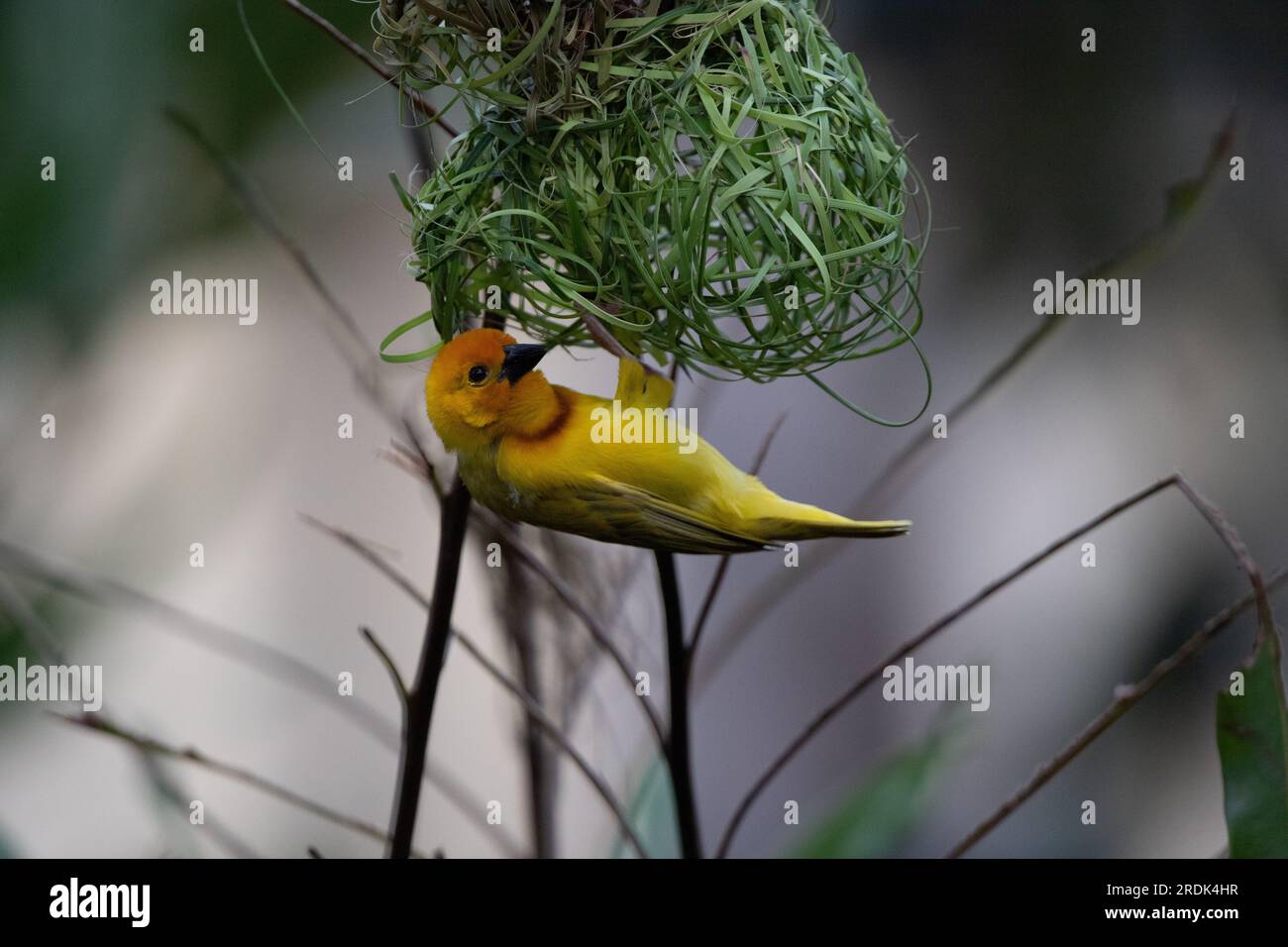 The weaver birds (Ploceidae) from Africa, also known as Widah finches building a nest. A braided masterpiece of a bird. Spread Wings Frozen Stock Photo