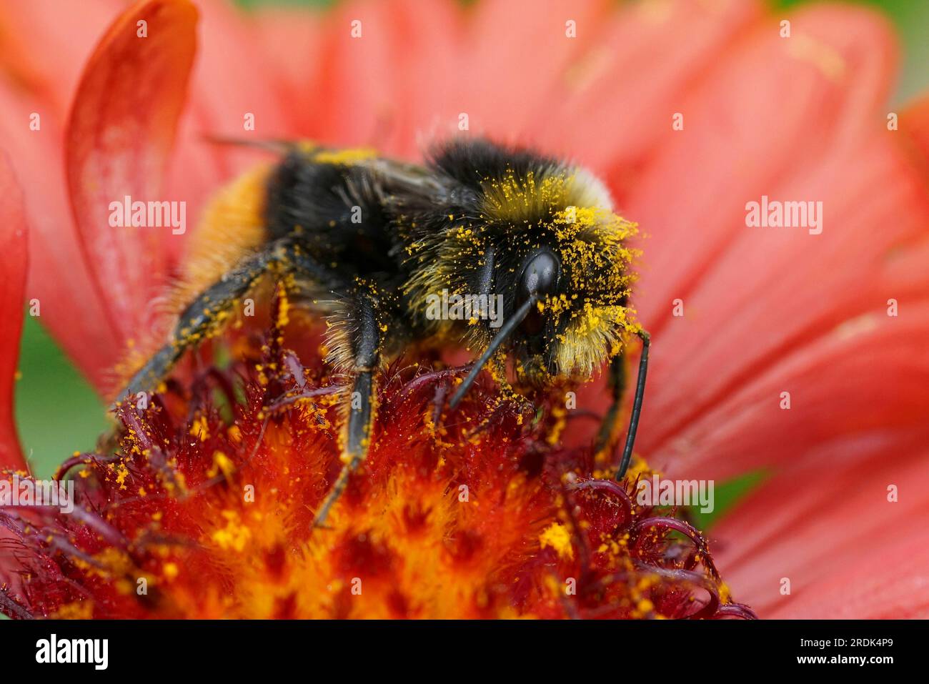 Natural closeup on a red-tailed bumblebee, Bombus lapidarius with yellow pollen on a bright red Gaillardia flower Stock Photo