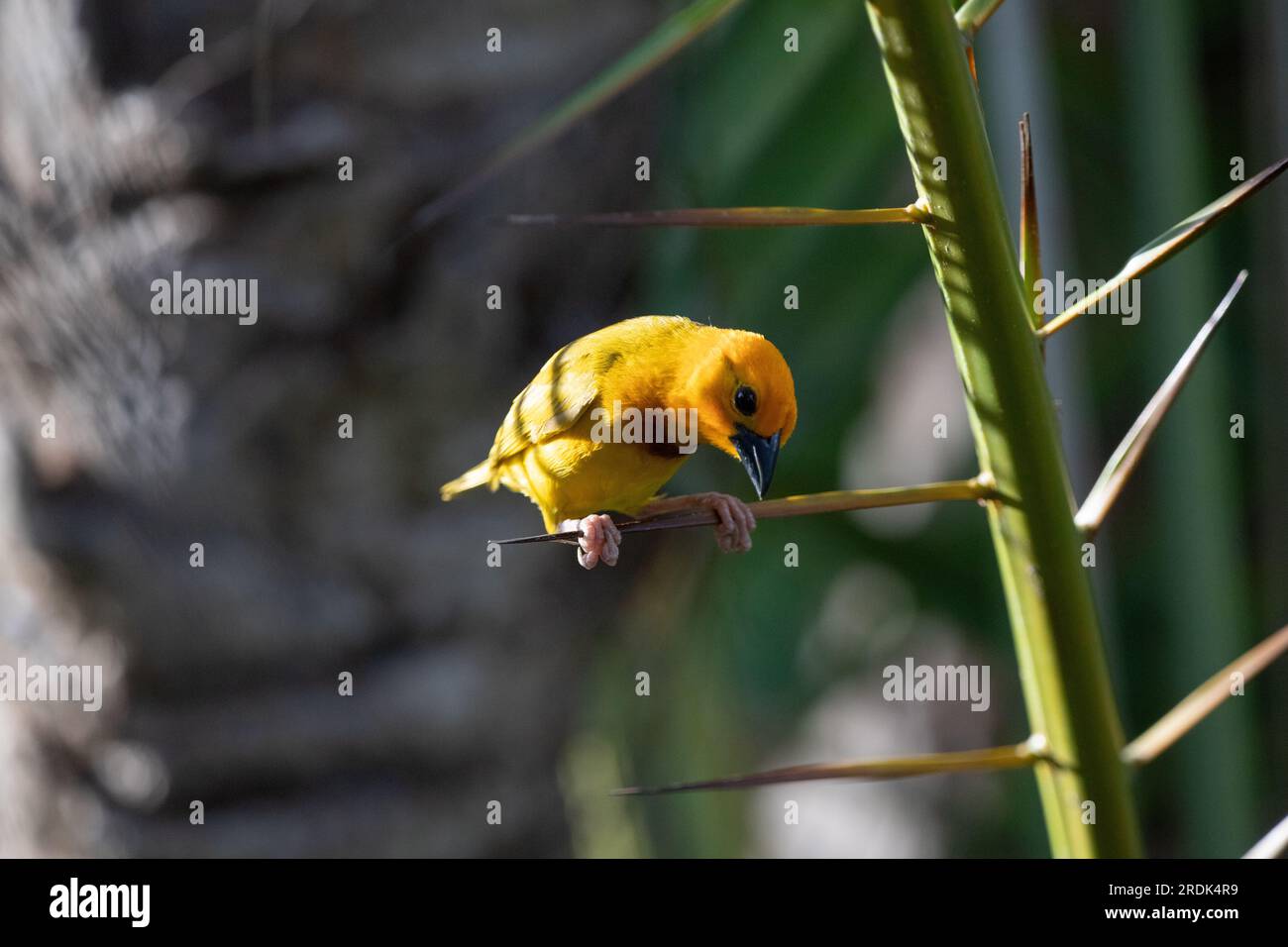 The weaver birds (Ploceidae) from Africa, also known as Widah finches building a nest. A braided masterpiece of a bird. Spread Wings Frozen Stock Photo