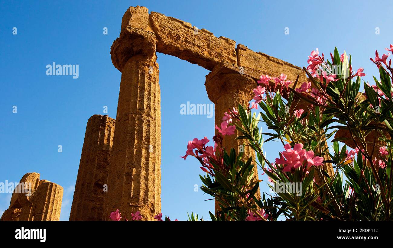 Column, oleander blossoms, Hera temple, valley of the temples, valle dei templi, Agrigento, Sicily, Italy Stock Photo