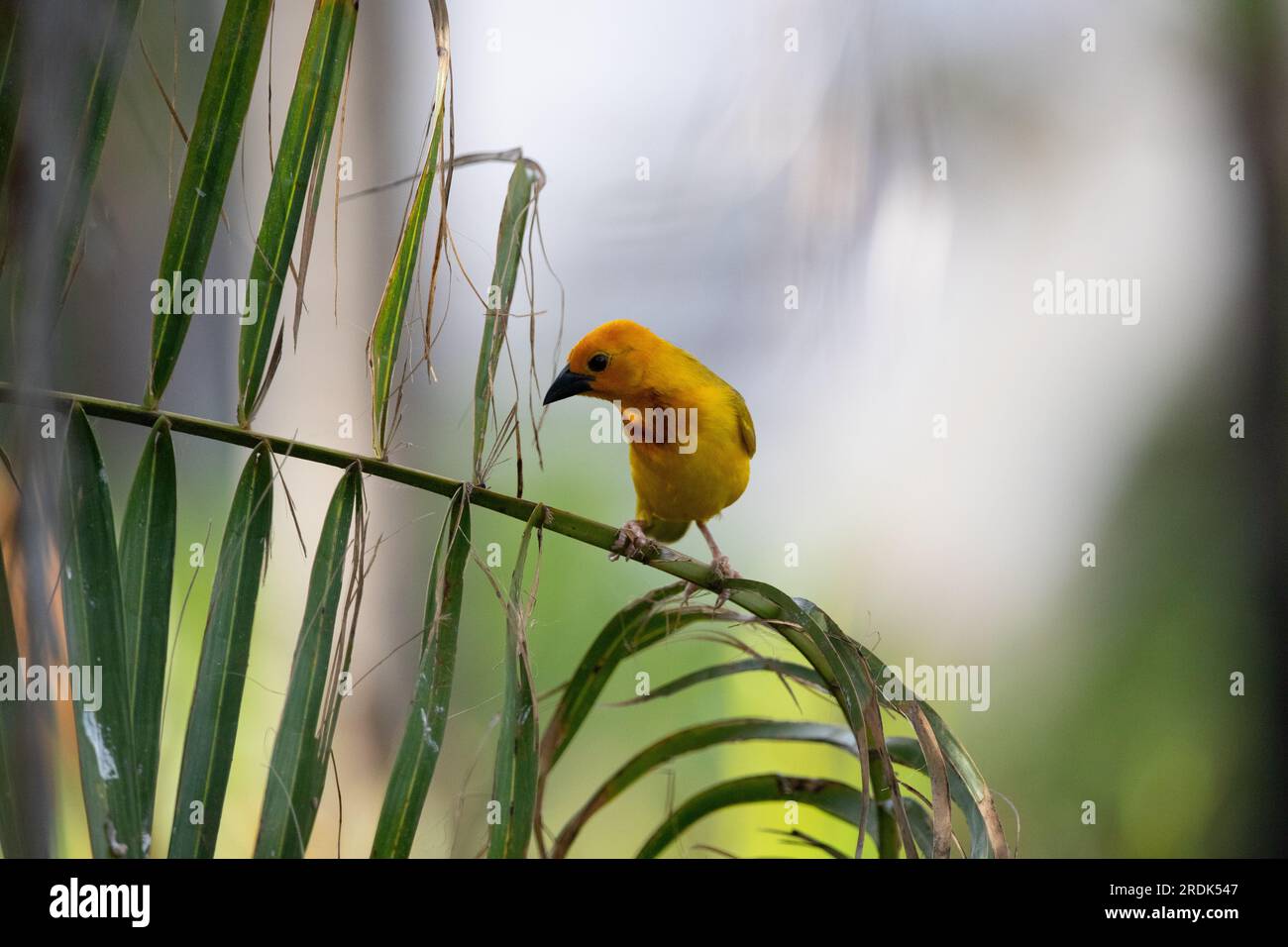 The weaver birds (Ploceidae) from Africa, also known as Widah finches building a nest. A braided masterpiece of a bird. Spread Wings Frozen Stock Photo