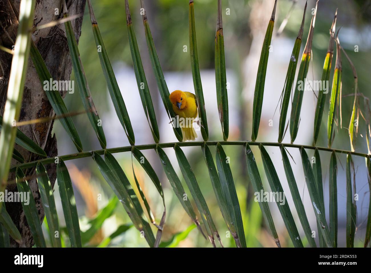 The weaver birds (Ploceidae) from Africa, also known as Widah finches building a nest. A braided masterpiece of a bird. Spread Wings Frozen Stock Photo