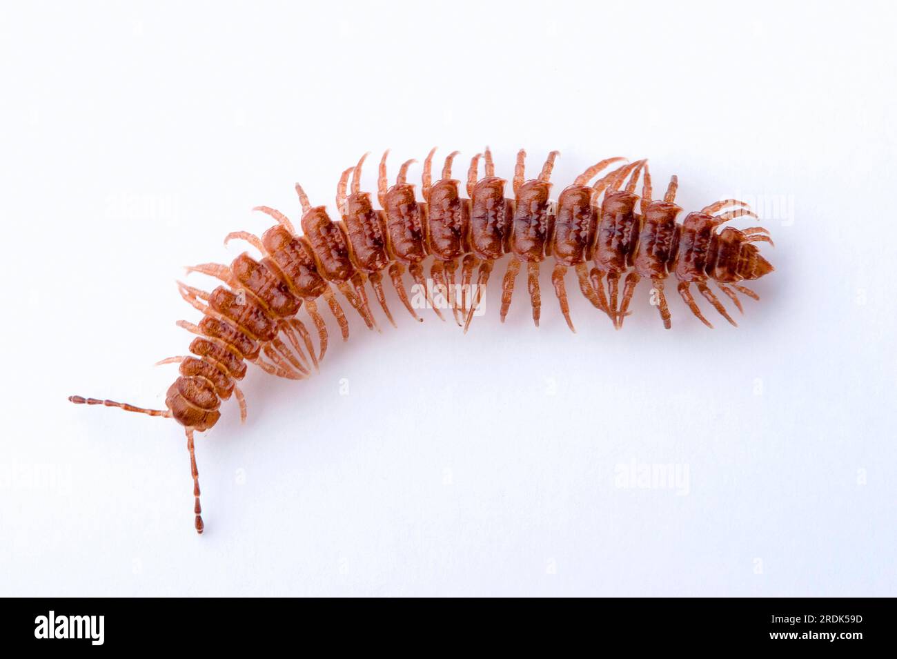 Flat-backed millipede (Polydesmus angustus) Stock Photo