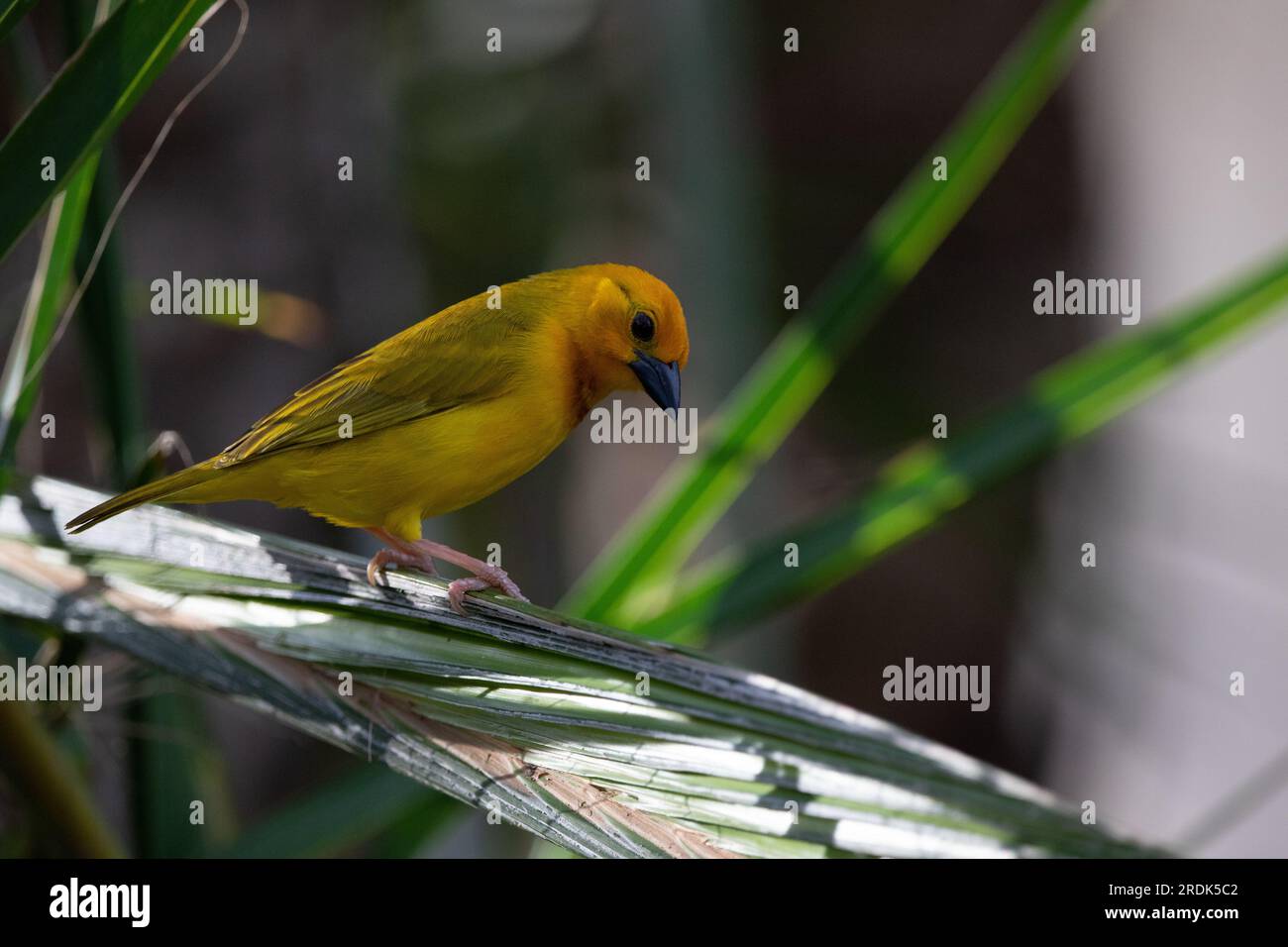 The weaver birds (Ploceidae) from Africa, also known as Widah finches building a nest. A braided masterpiece of a bird. Spread Wings Frozen Stock Photo