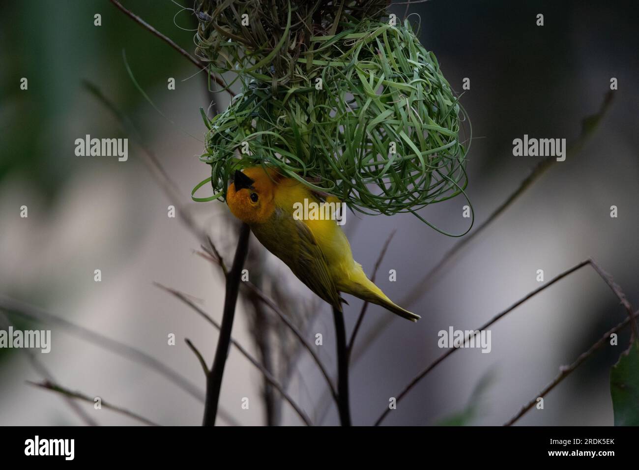 The weaver birds (Ploceidae) from Africa, also known as Widah finches