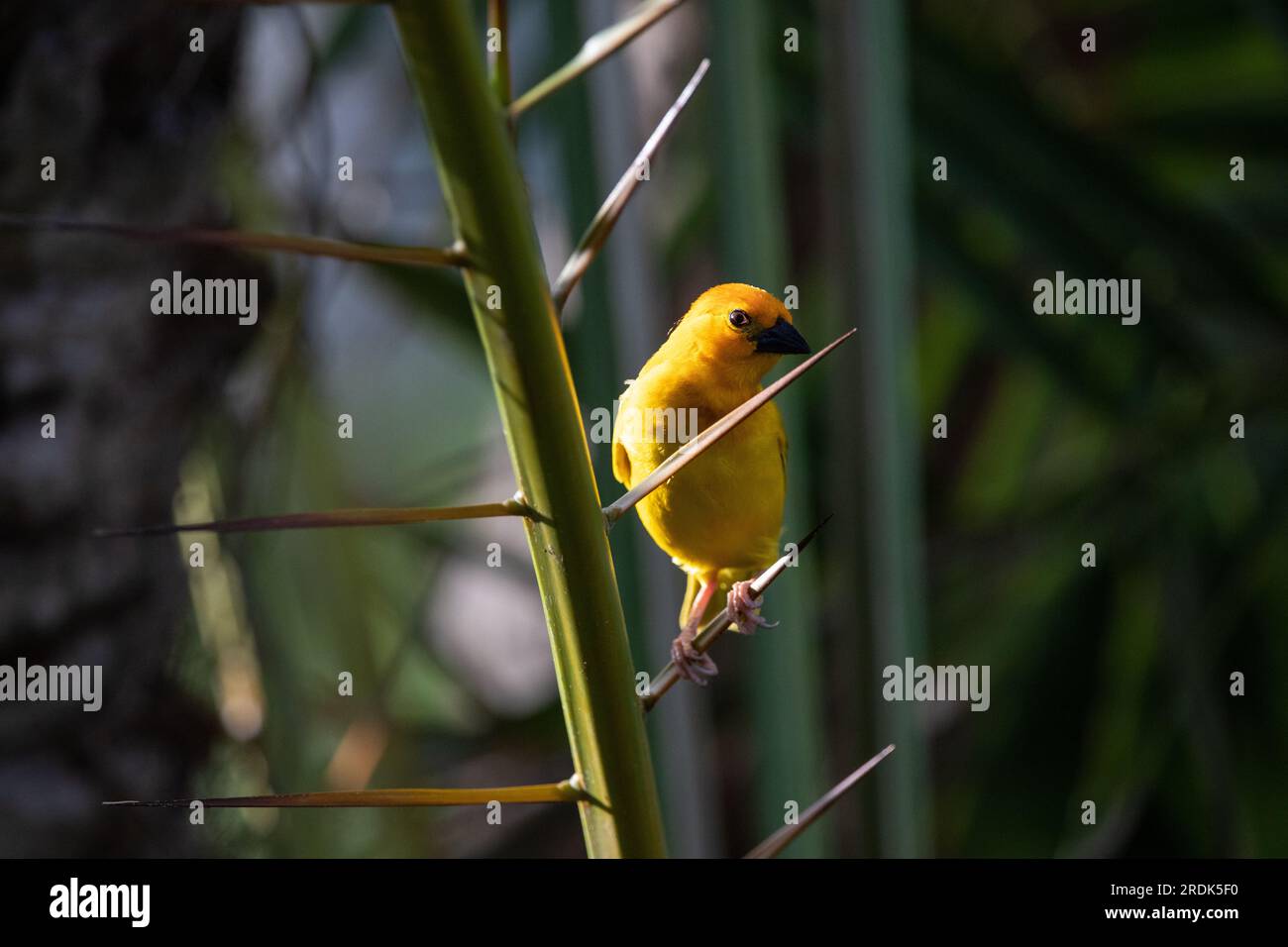 The weaver birds (Ploceidae) from Africa, also known as Widah finches building a nest. A braided masterpiece of a bird. Spread Wings Frozen Stock Photo