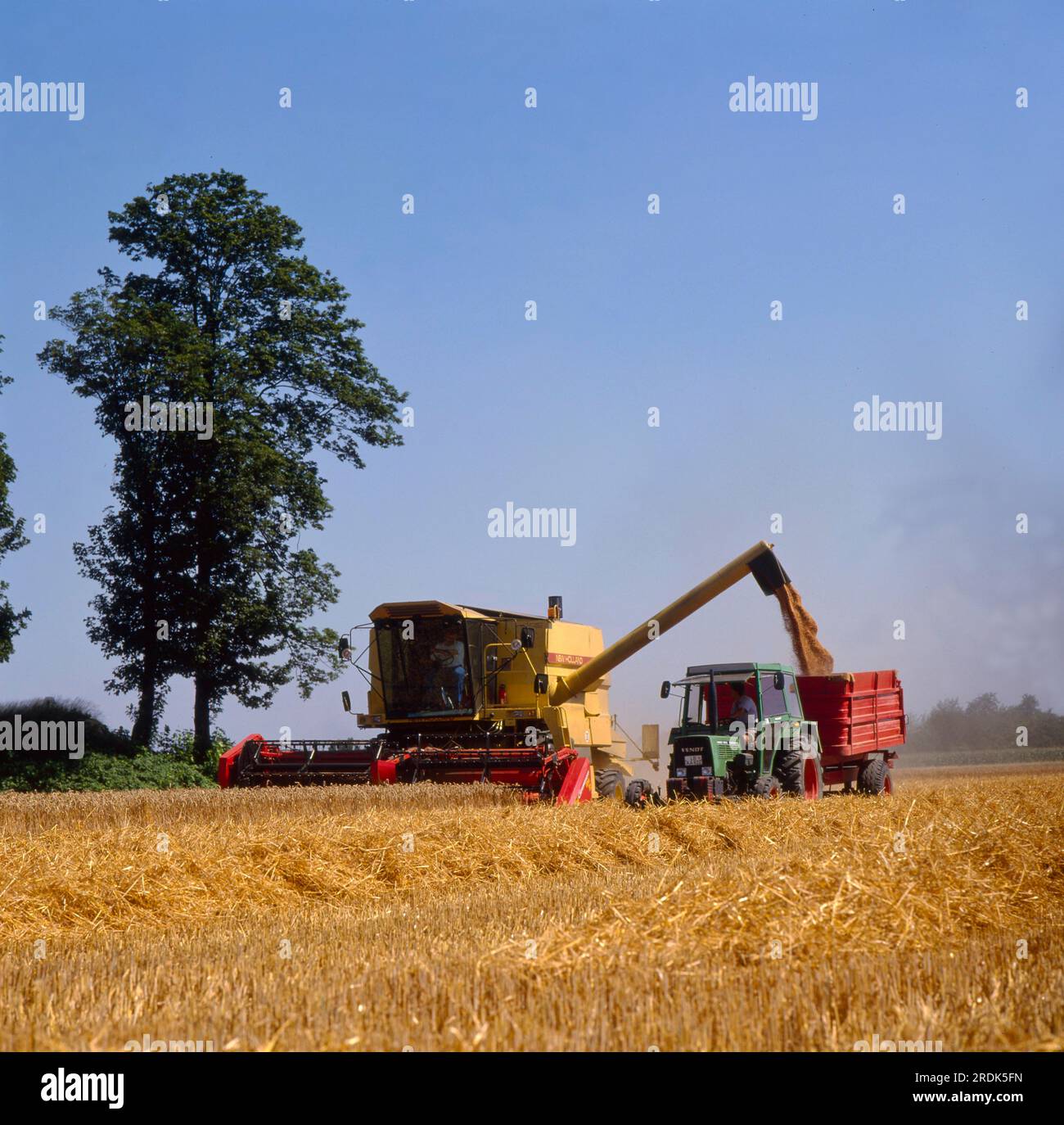 Combine harvester, wheat field, tractor takes over threshed grain Stock