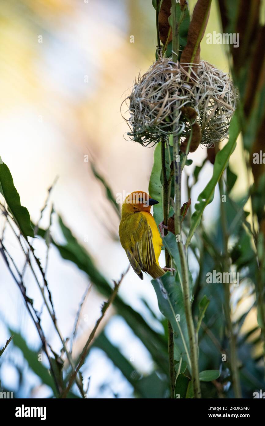 The weaver birds (Ploceidae) from Africa, also known as Widah finches