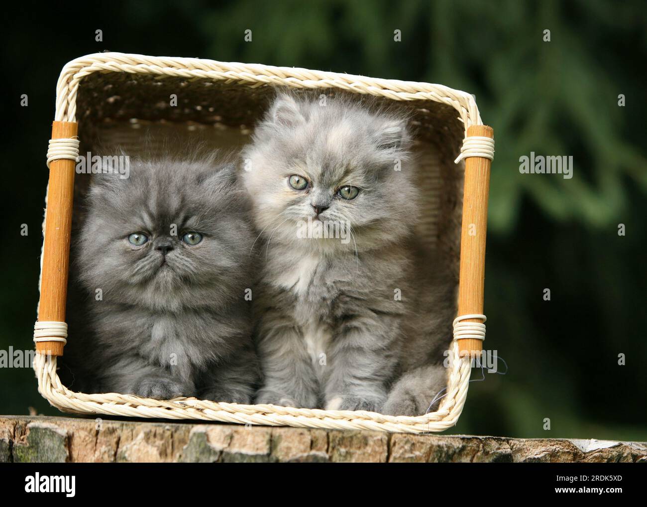 Persian Kitten In Pink Clouds Hd Mnf, Mekong Bobtail, Pink Fur