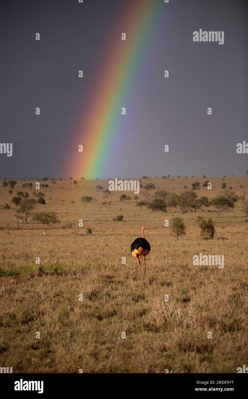 Rainy season in Kenya's savanna. Beautiful landscape in Africa at rainy