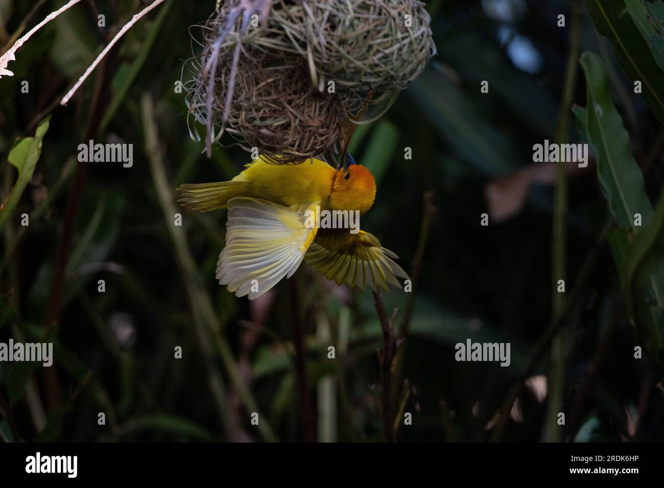 The weaver birds (Ploceidae) from Africa, also known as Widah finches