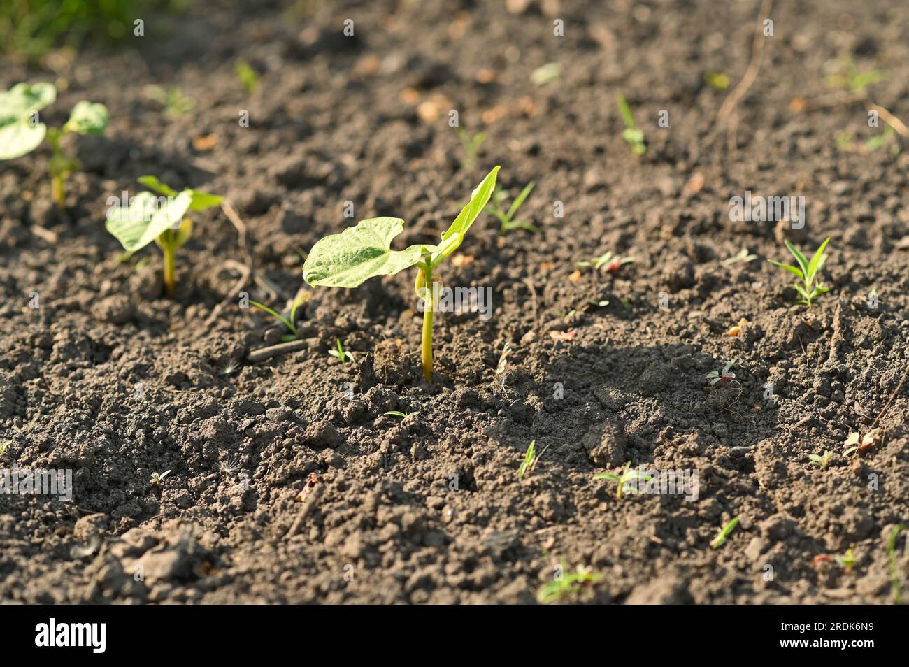 Pumpkin sprout in the garden Stock Photo - Alamy