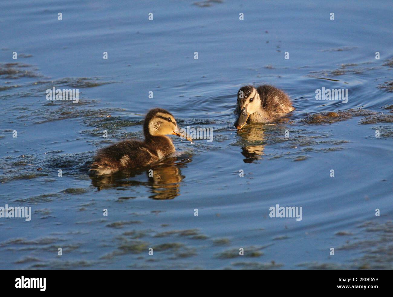 Two ducklings swim together. Stock Photo