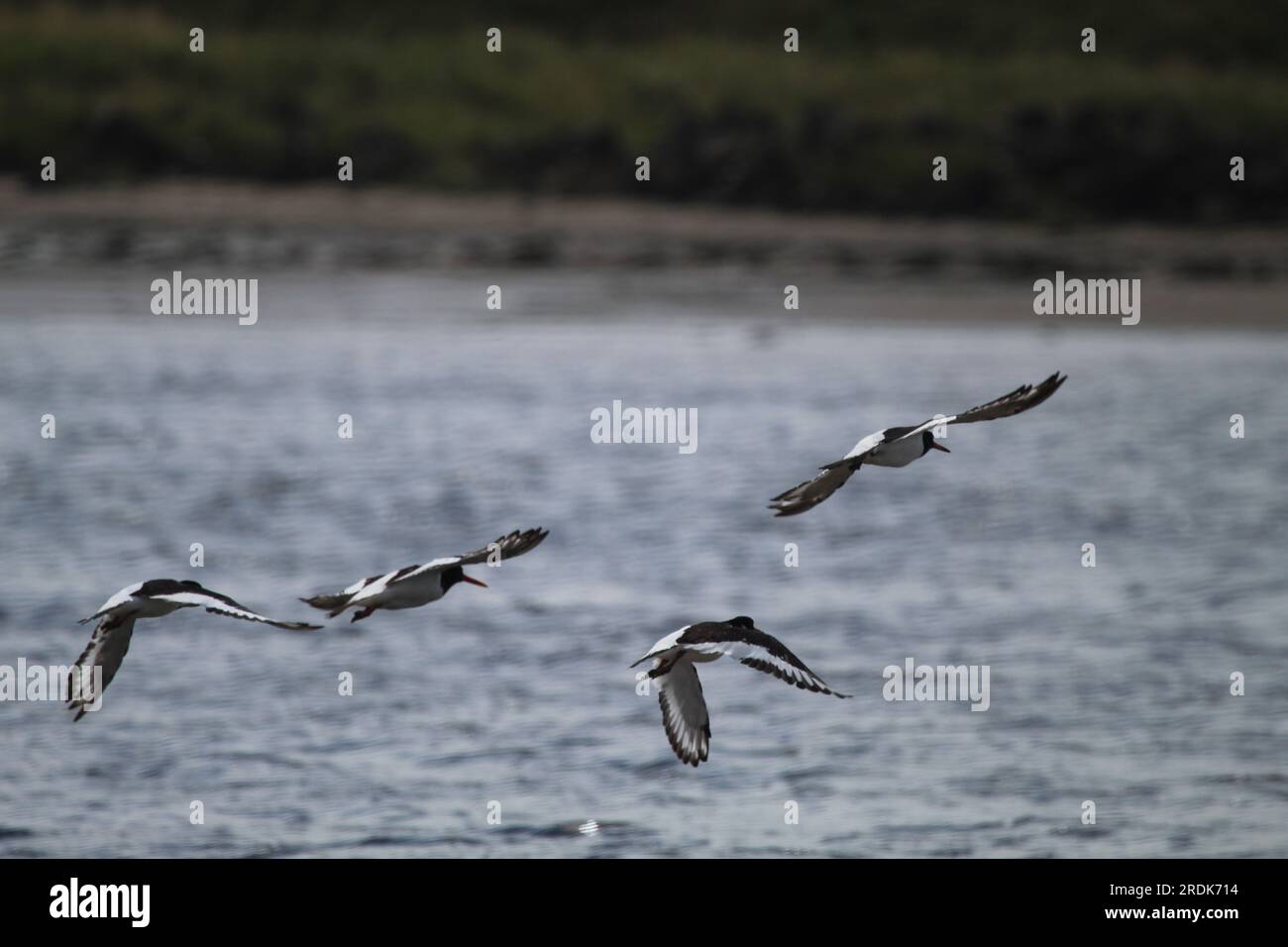Oystercatchers in flight across Water. Stock Photo