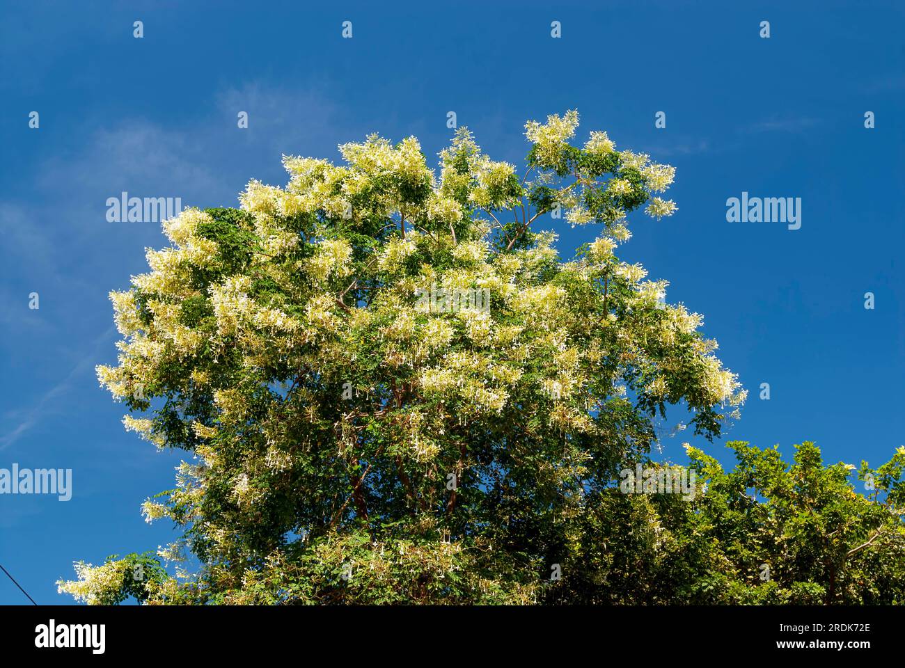 Indian cork tree (Millingtonia hortensis) flowers Tamil Nadu, South