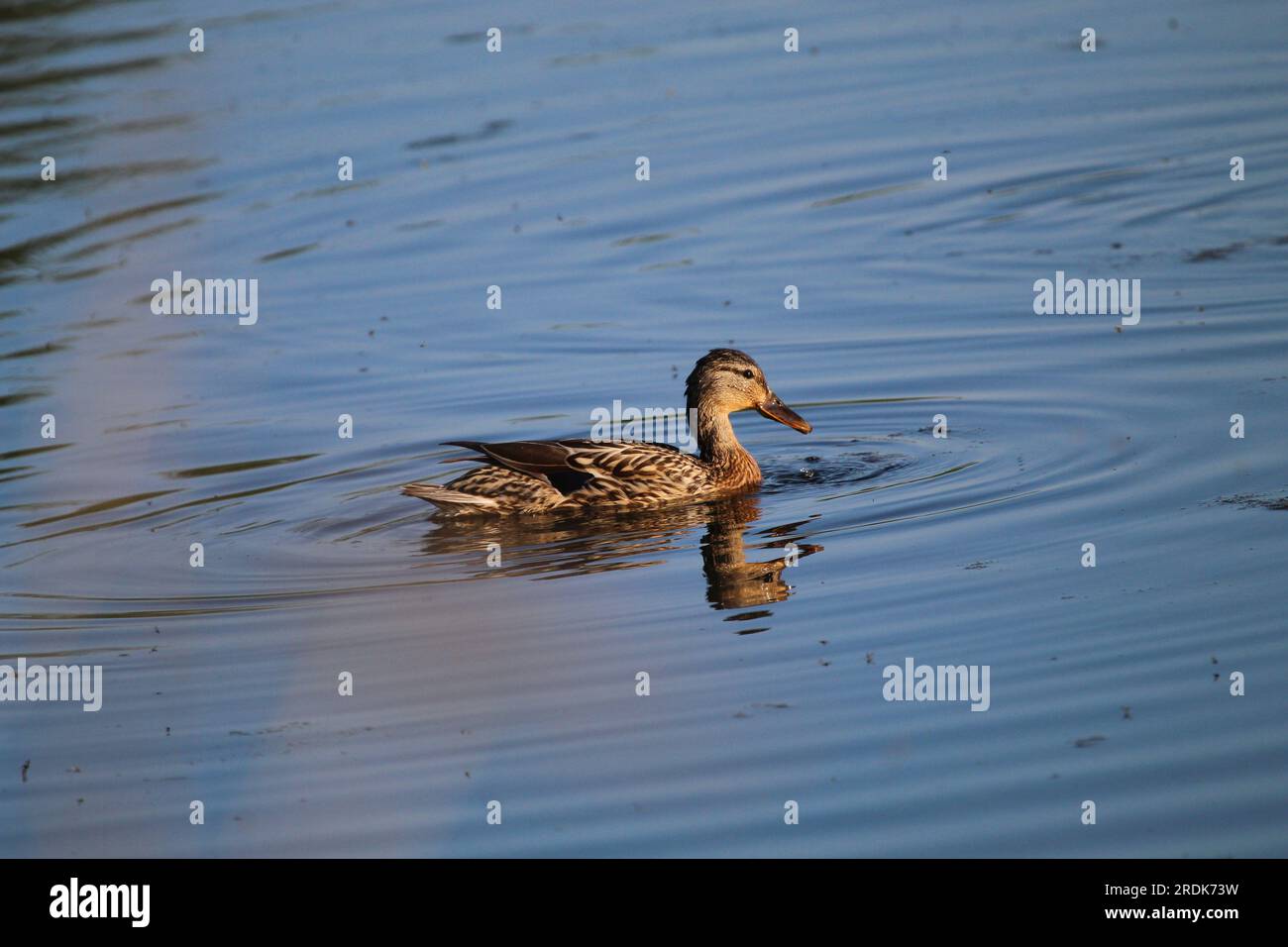 A lonely female mallard swimming. Stock Photo