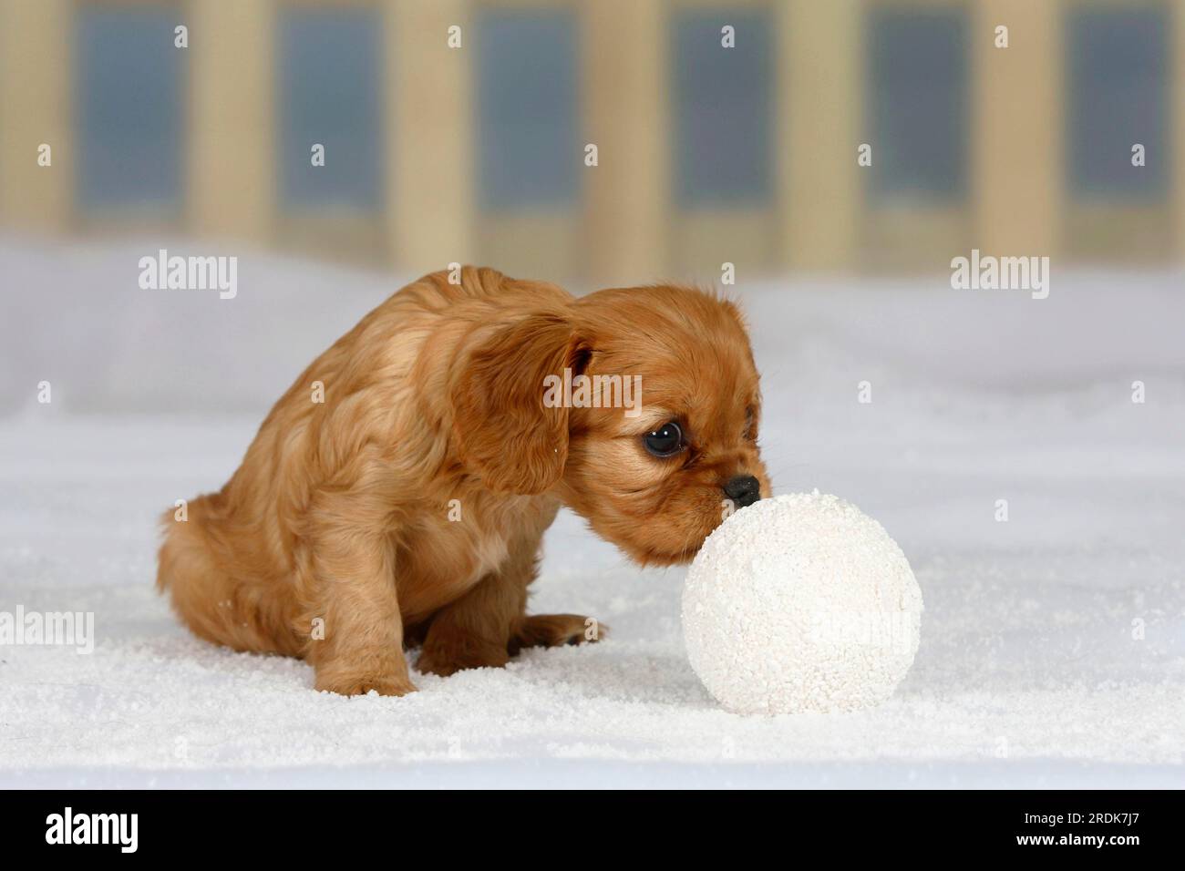 Cavalier King Charles Spaniel, puppy, ruby, 6 weeks, sniffing snowball Stock Photo