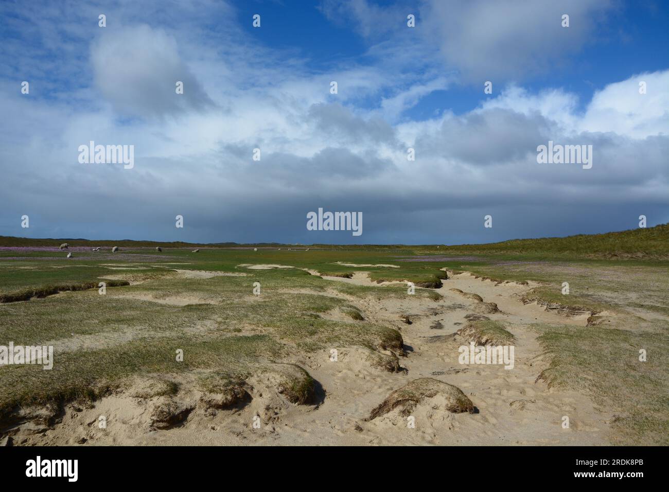 Coastal scenery along the Wadden Sea, Ellenbogen, List, Sylt, Frisian Islands, Germany Stock Photo