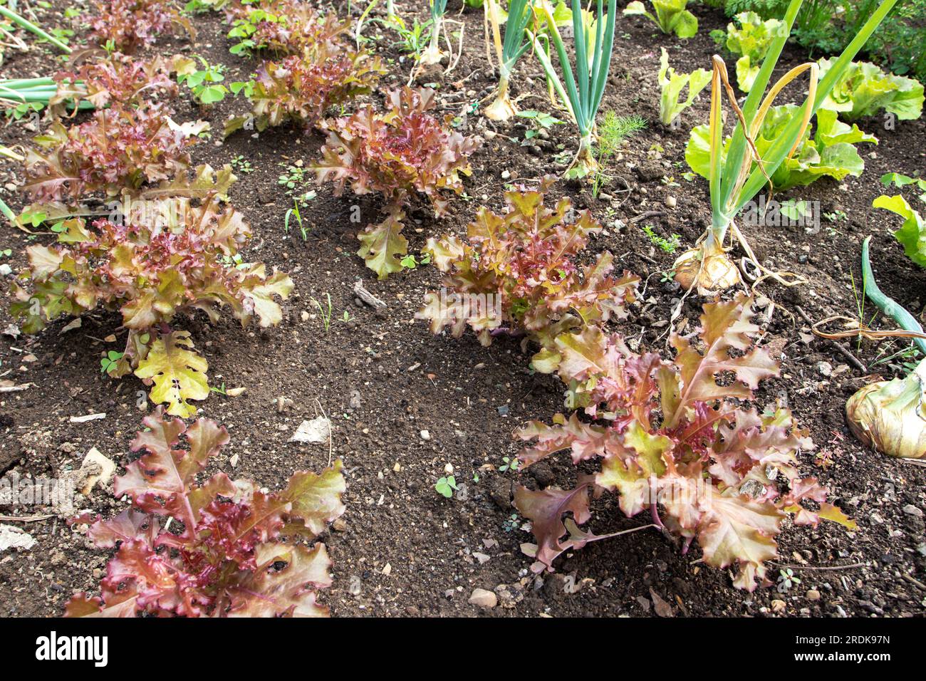 Companion plants at the vegetable bed. Red and green lettuce and onion. Organic gardening.Pests control. Stock Photo