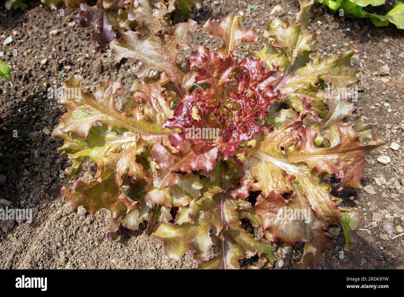 Red looseleaf lettuce salad plant in the open ground at the plantation. Leafy vegetable in the garden. Lactuca sativa. Stock Photo
