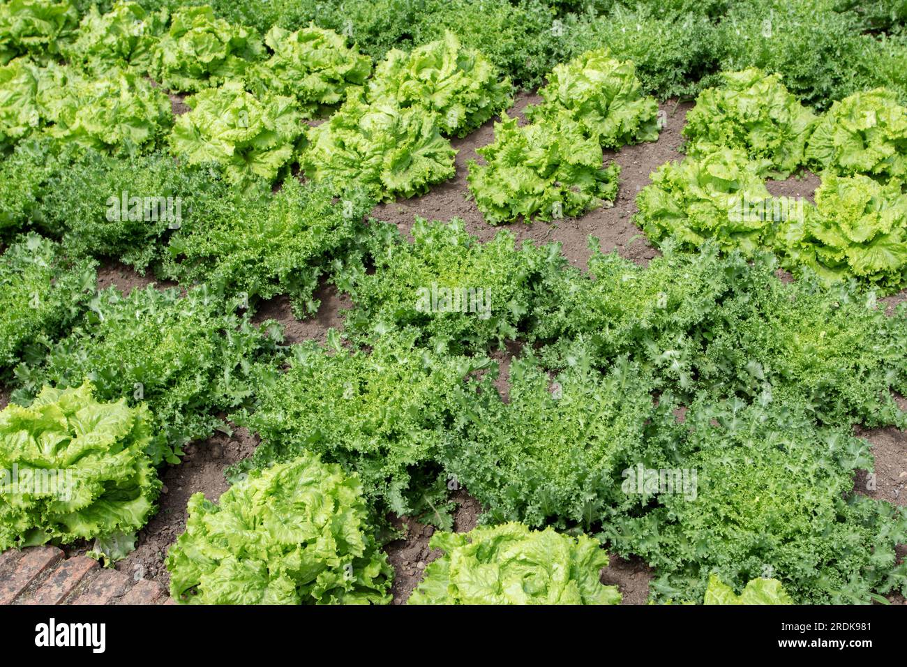 Endive and lettuce salad plants in the organic garden. Lactuca sativa and Chicorium endivia at the vegetable bed.Companion planting. Stock Photo