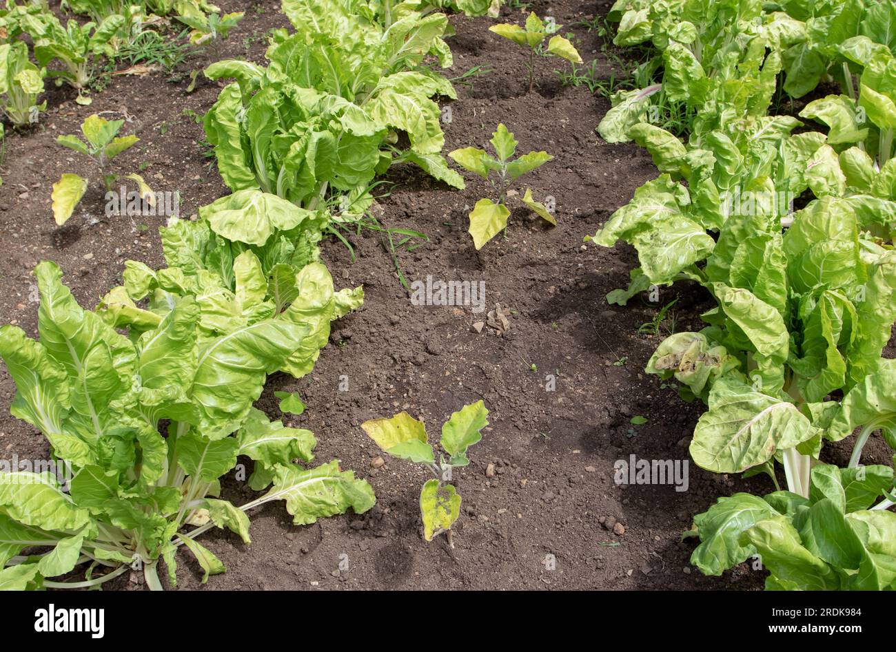 Companion plants at the vegetable bed. Chard and eggplant. Organic gardening.Pests control. Stock Photo