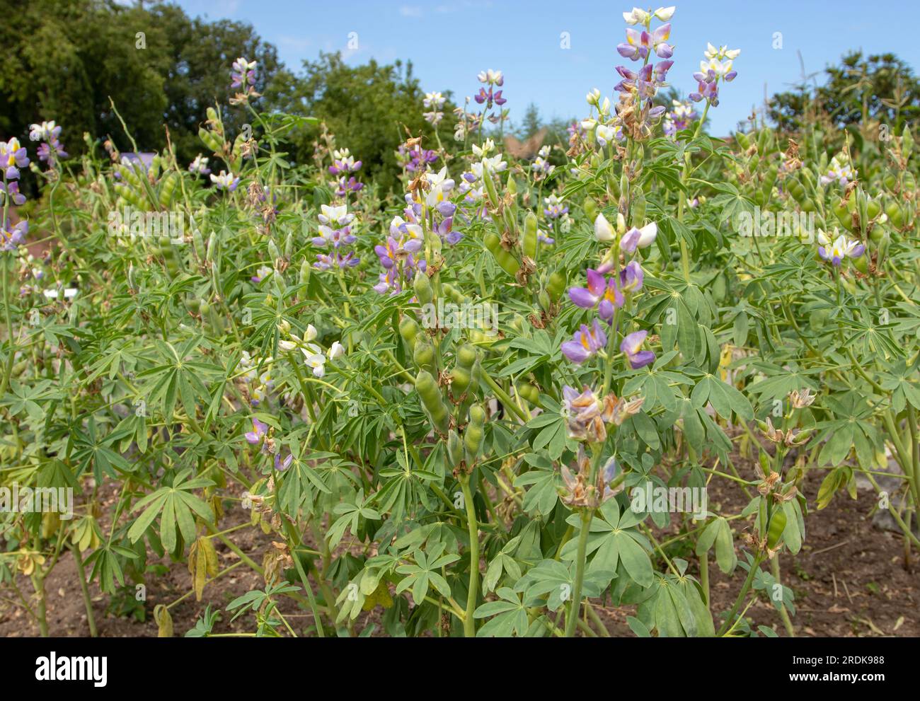Lupinus mutabilis plants with flowers and pods. Andean lupin plantation. Stock Photo