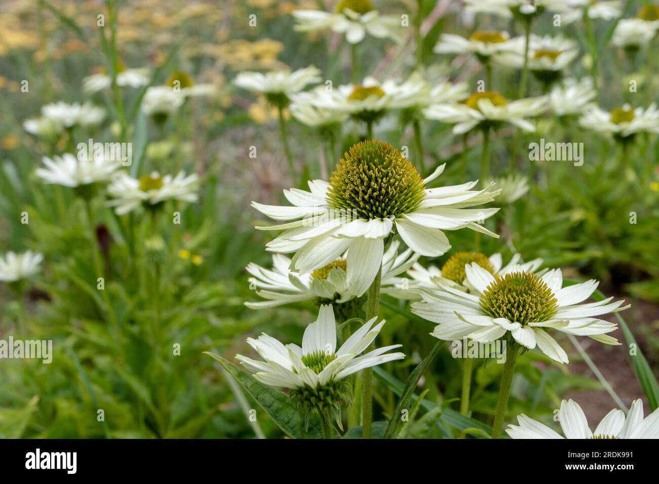 White echinacea flowers in the cottage garden. Coneflowers plants with daisy-like flowerheads. Stock Photo