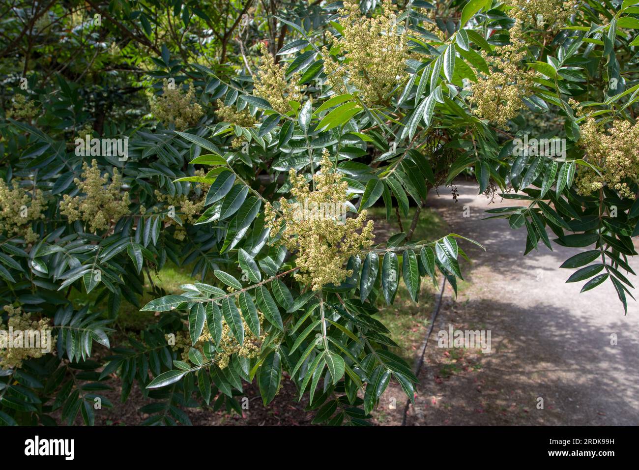 Rhus copallinum or shining sumac tree with white flowers and lush green foliage Stock Photo