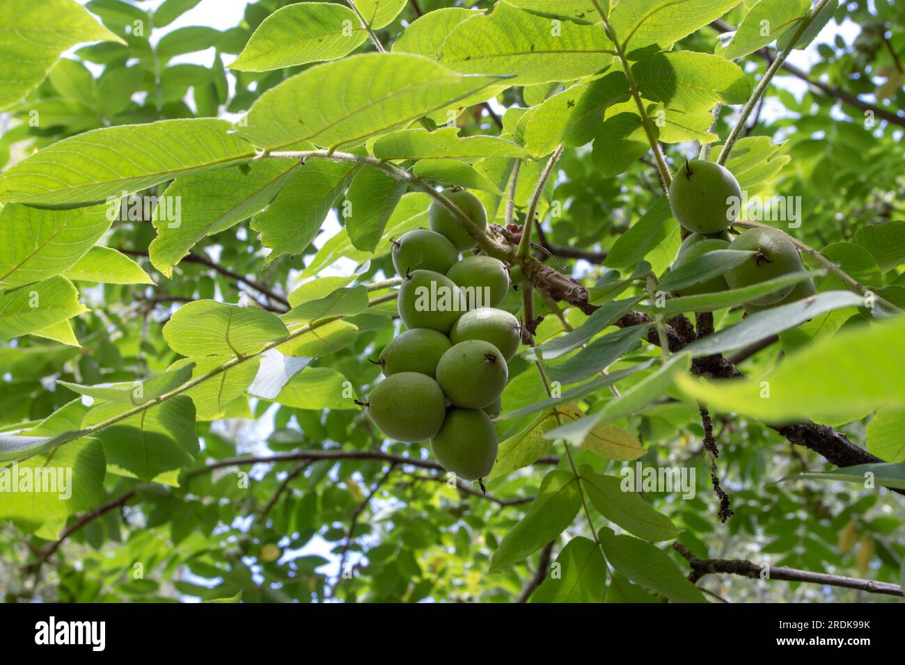 Juglans mandshurica or monkey nuts or manchurian walnut plant. Fruits with green husk in the spike. Stock Photo