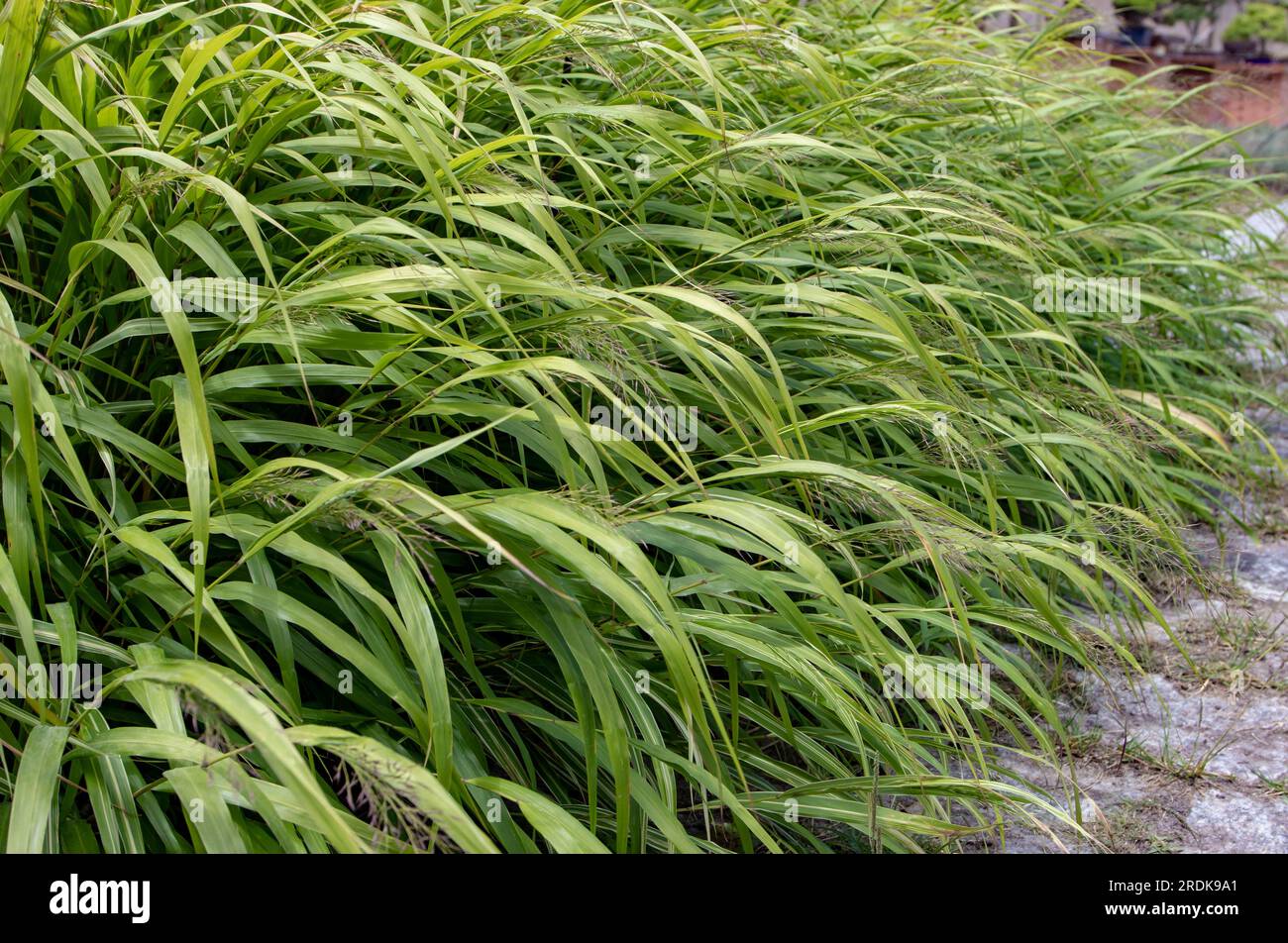 Hakonechloa macra or japanese forest grass plants border. Hakone grass flowering plants. Stock Photo