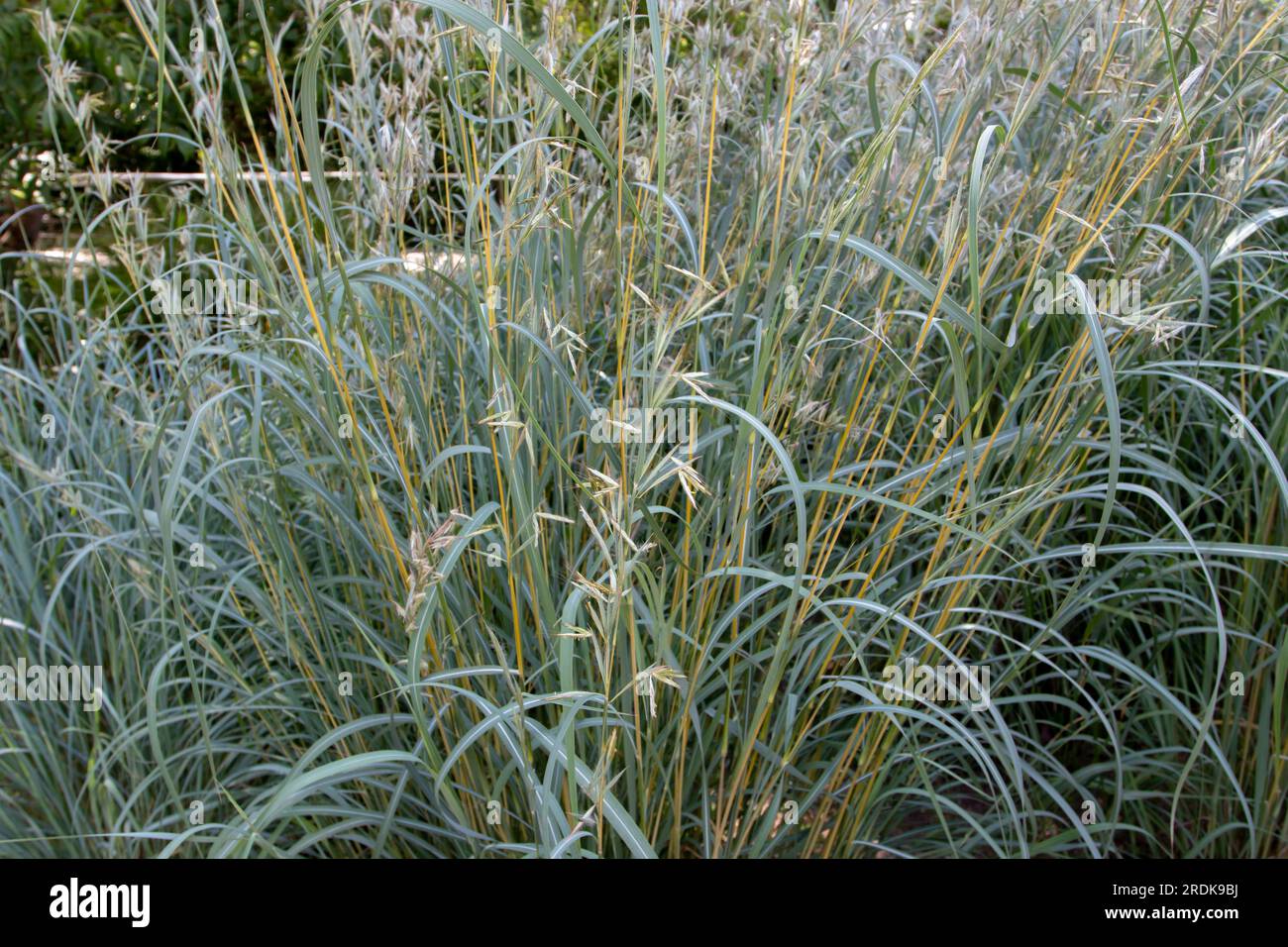 Hyparrhenia tamba ornamental grass plant with flowers close-up. Inflorescence branches into twin spikes of paired spikelets. Stock Photo