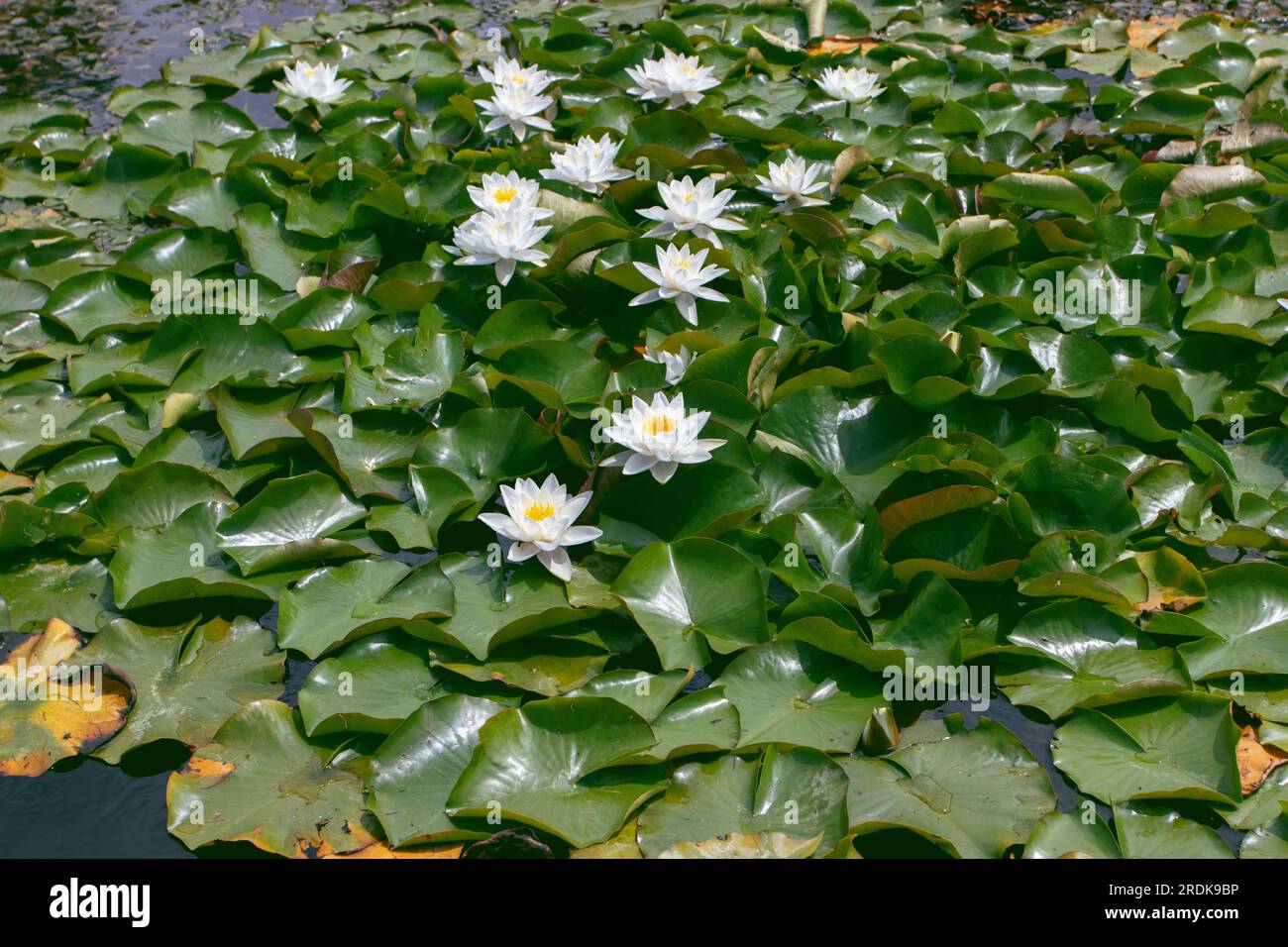 Nymphaea odorata aquatic plants in the pond. Fragrant white water lily flowers and leaves on the water surface. Stock Photo