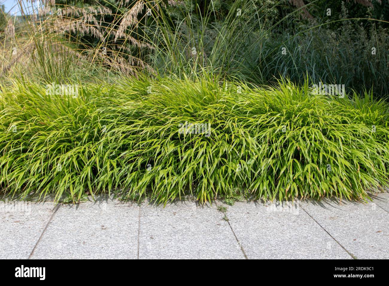 Hakonechloa macra or hakone grass or japanese forest grass plants border framing garden stone pathway Stock Photo