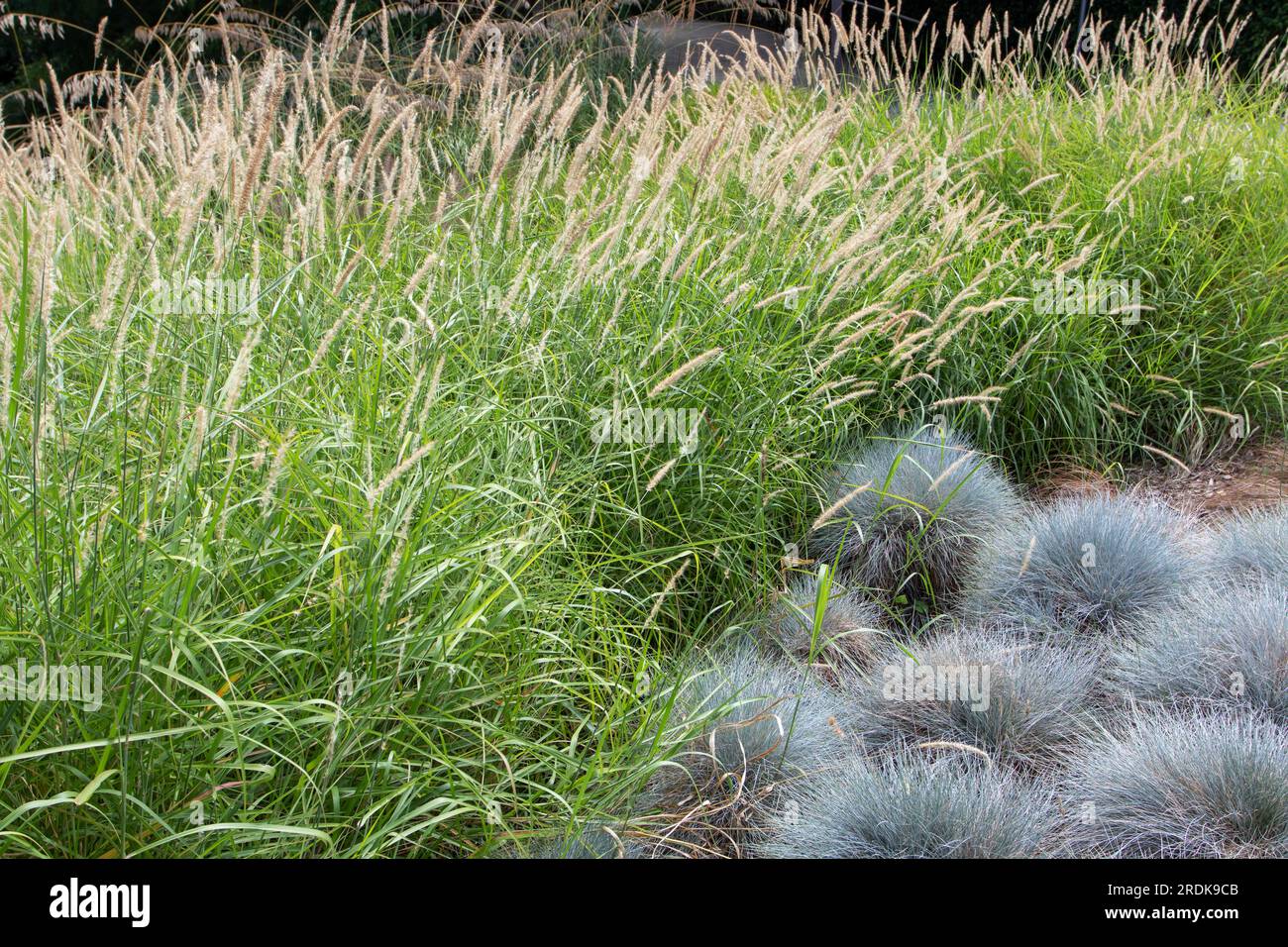 Pennisetum alopecuroides or fountaingrass flowering and Festuca glauca or blue fescue plants and in the grass garden. Forms and color contrast. Stock Photo